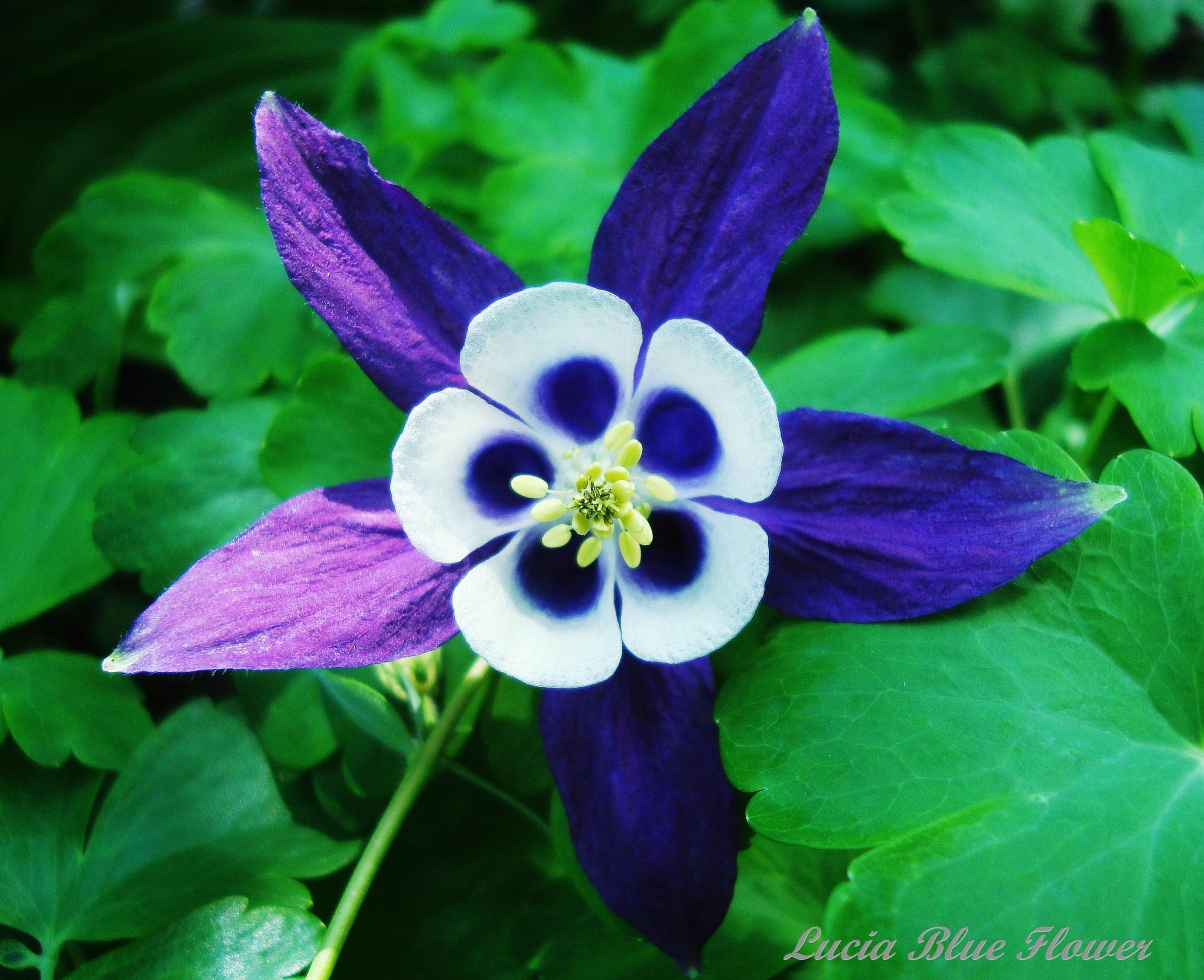 Descarga gratis la imagen Flores, Flor, De Cerca, Tierra/naturaleza, Flor Azul en el escritorio de tu PC
