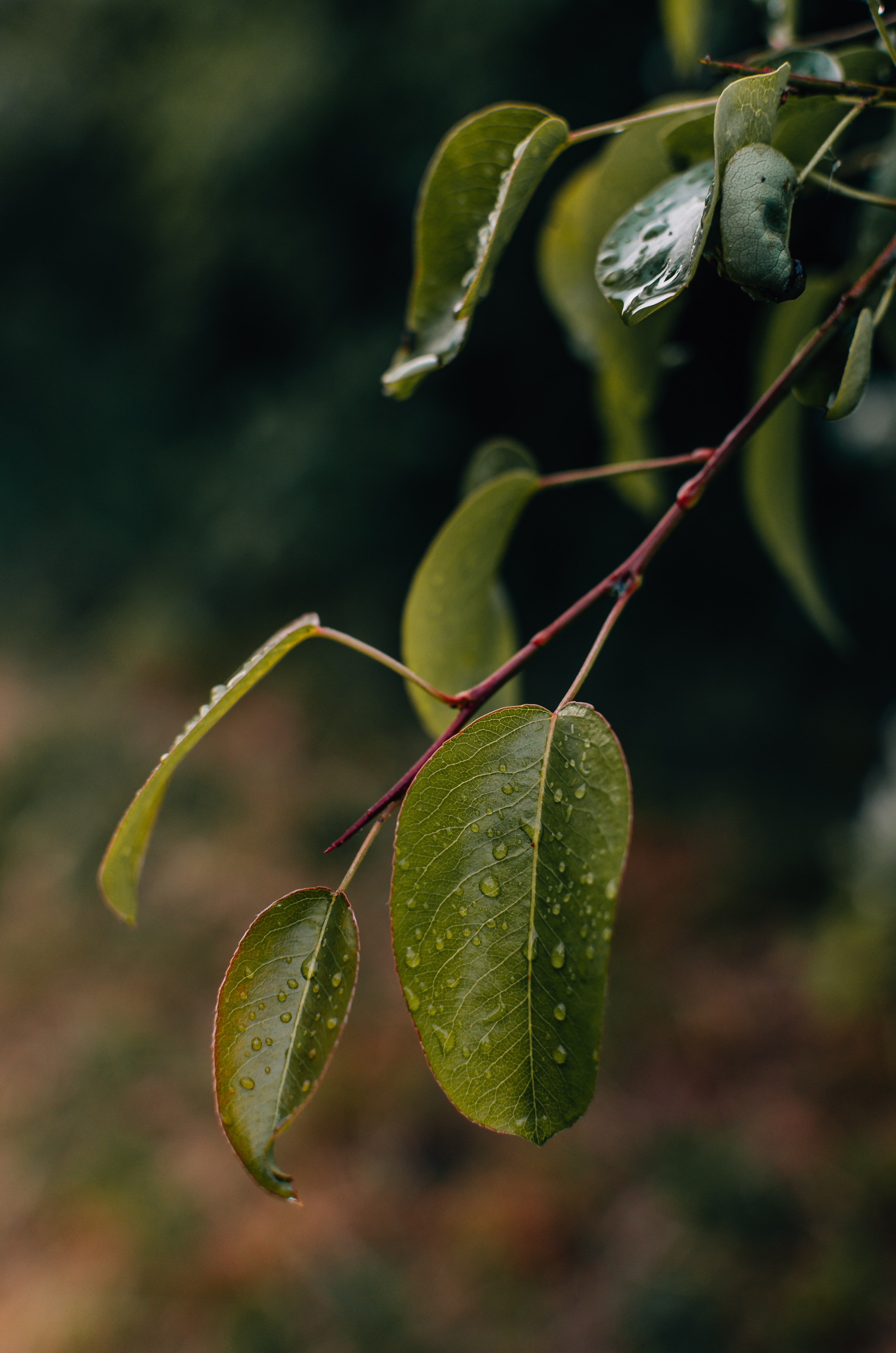 Download mobile wallpaper Branch, Leaves, Macro, Drops, Nature for free.