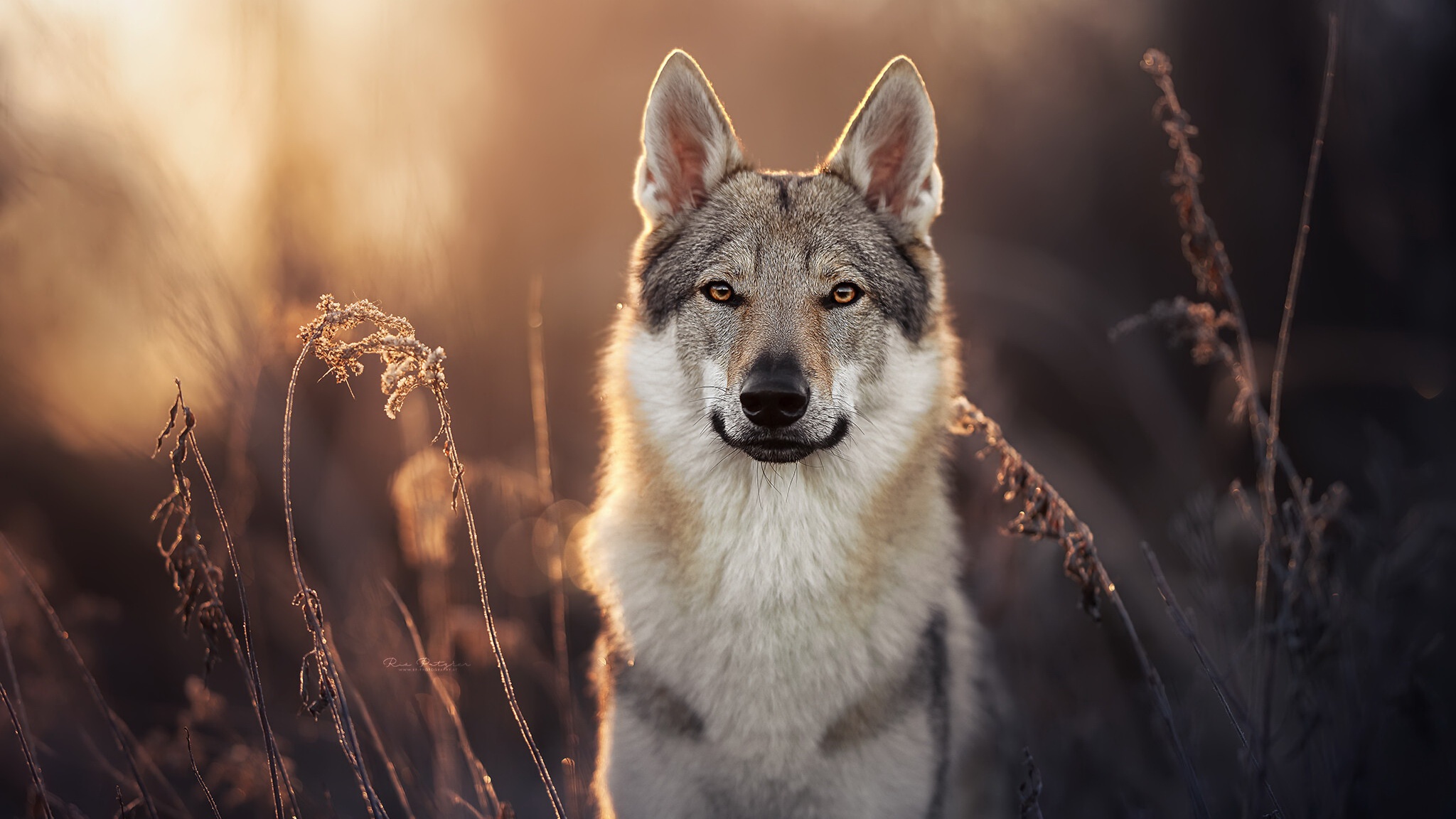 516686 Bild herunterladen tiere, wolfshund, tschechoslowakischer wolfshund, starren, hunde - Hintergrundbilder und Bildschirmschoner kostenlos