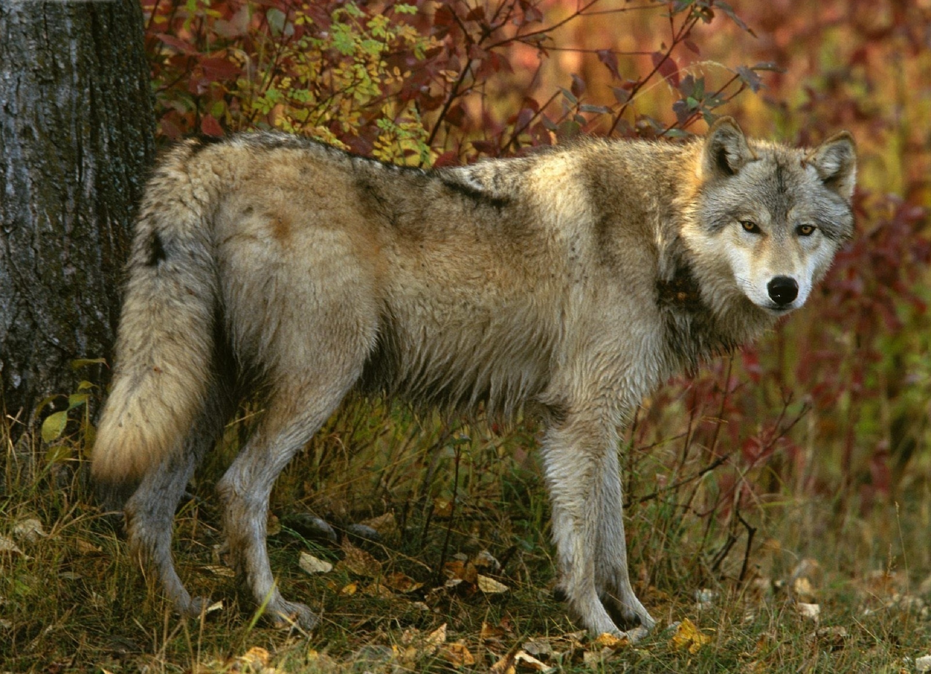 Download mobile wallpaper Animals, Tree, Autumn, Wood, Forest, Predator, Wolf for free.