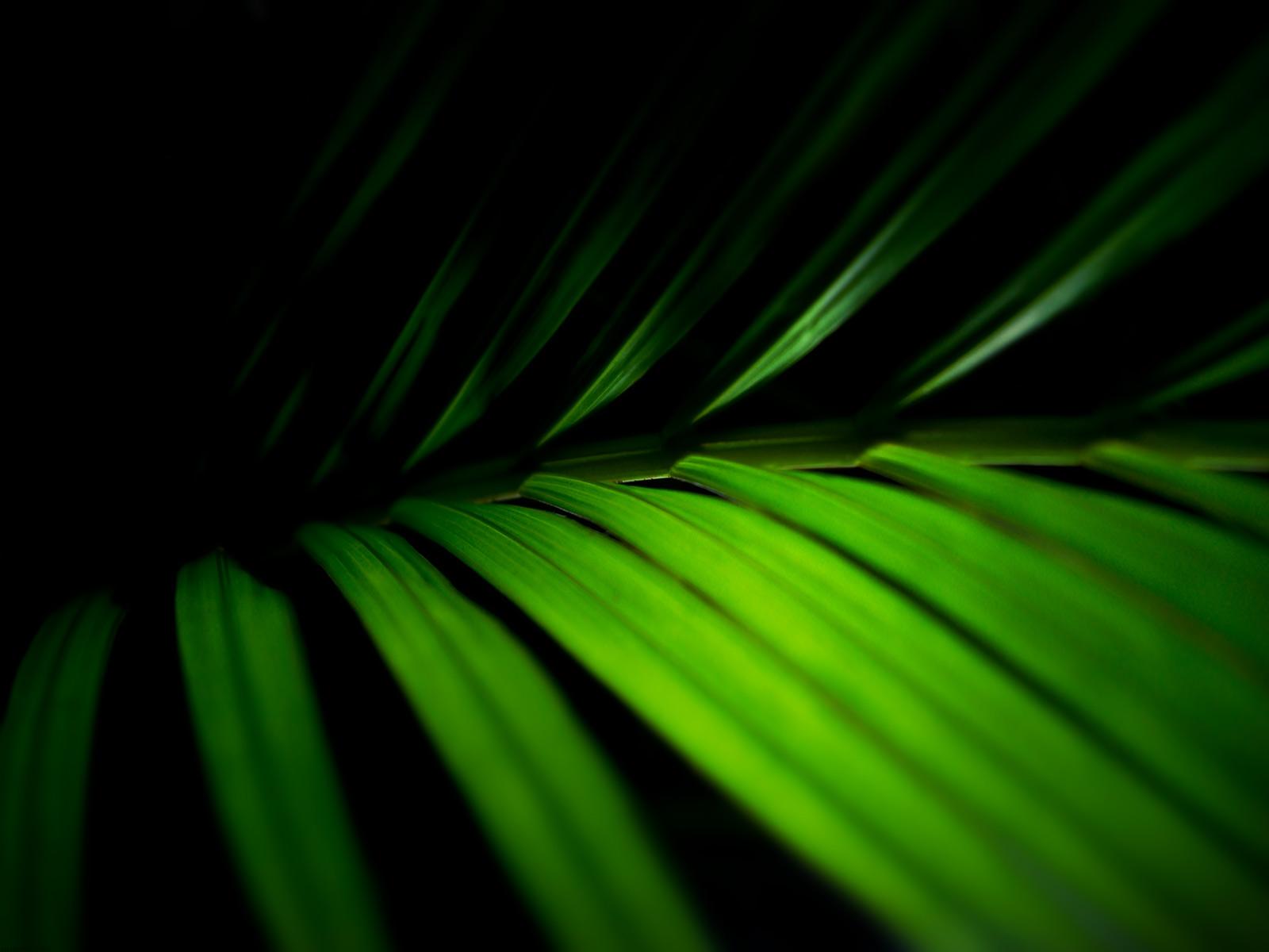Download mobile wallpaper Leaf, Earth for free.