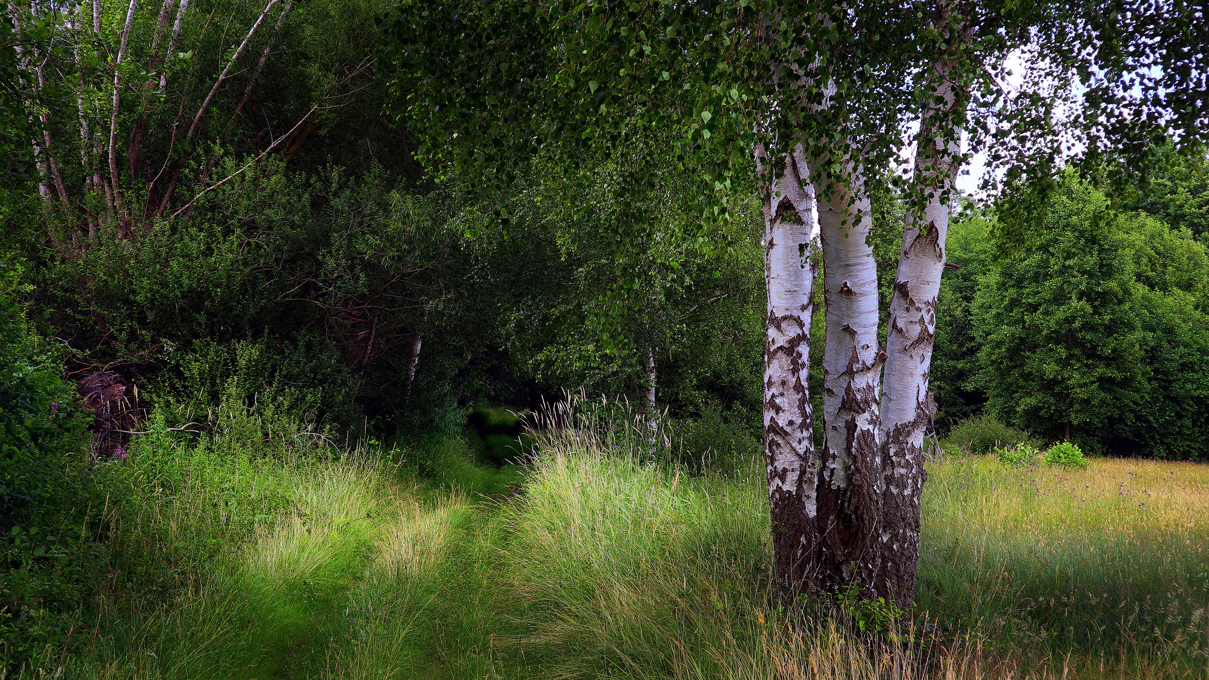 Laden Sie das Birken, Wald, Weg, Erde/natur-Bild kostenlos auf Ihren PC-Desktop herunter