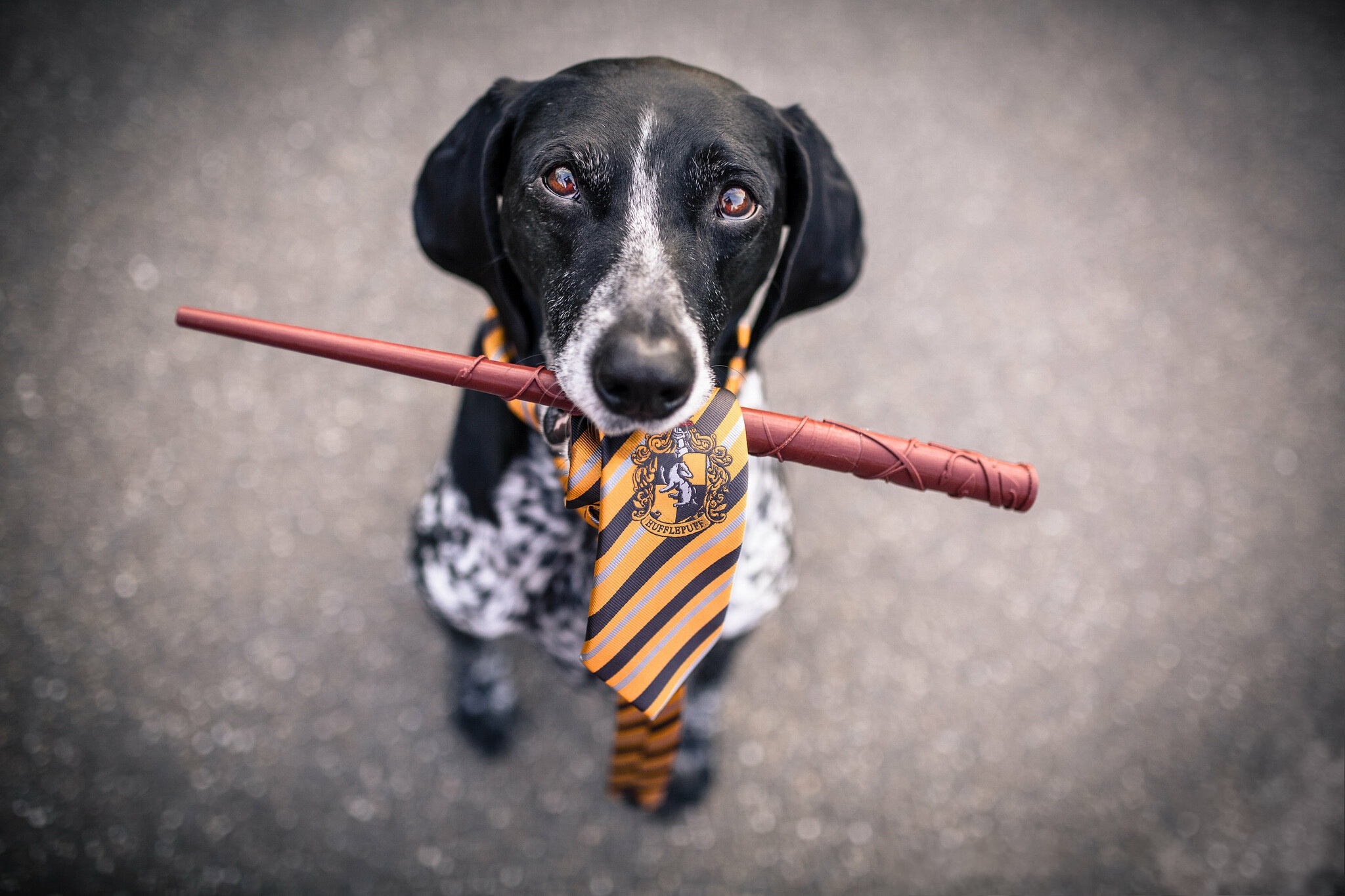 Laden Sie das Tiere, Hunde, Hund, Starren-Bild kostenlos auf Ihren PC-Desktop herunter