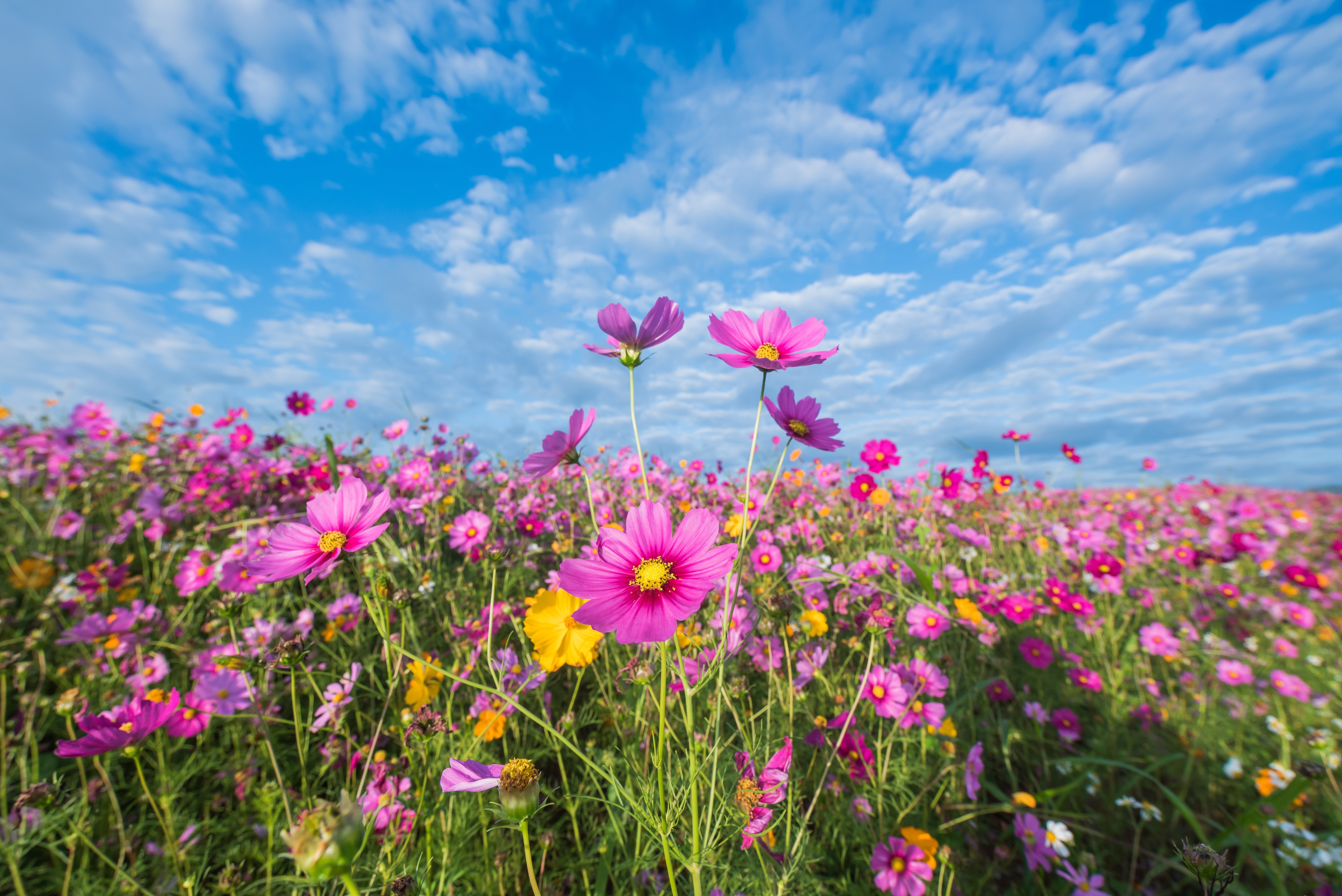 Free download wallpaper Nature, Flowers, Summer, Flower, Earth, Cosmos, Pink Flower on your PC desktop
