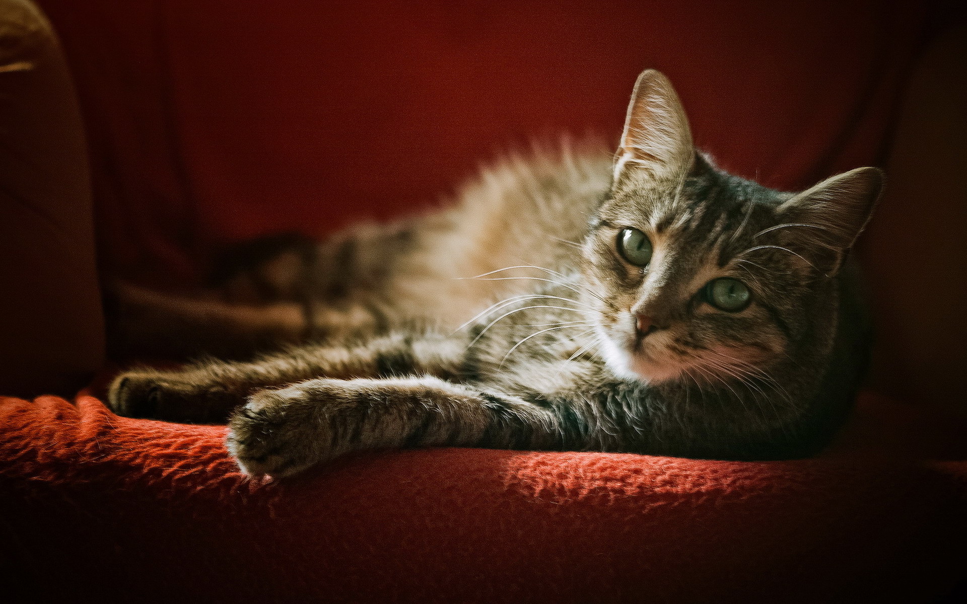 Baixe gratuitamente a imagem Animais, Gatos, Gato na área de trabalho do seu PC