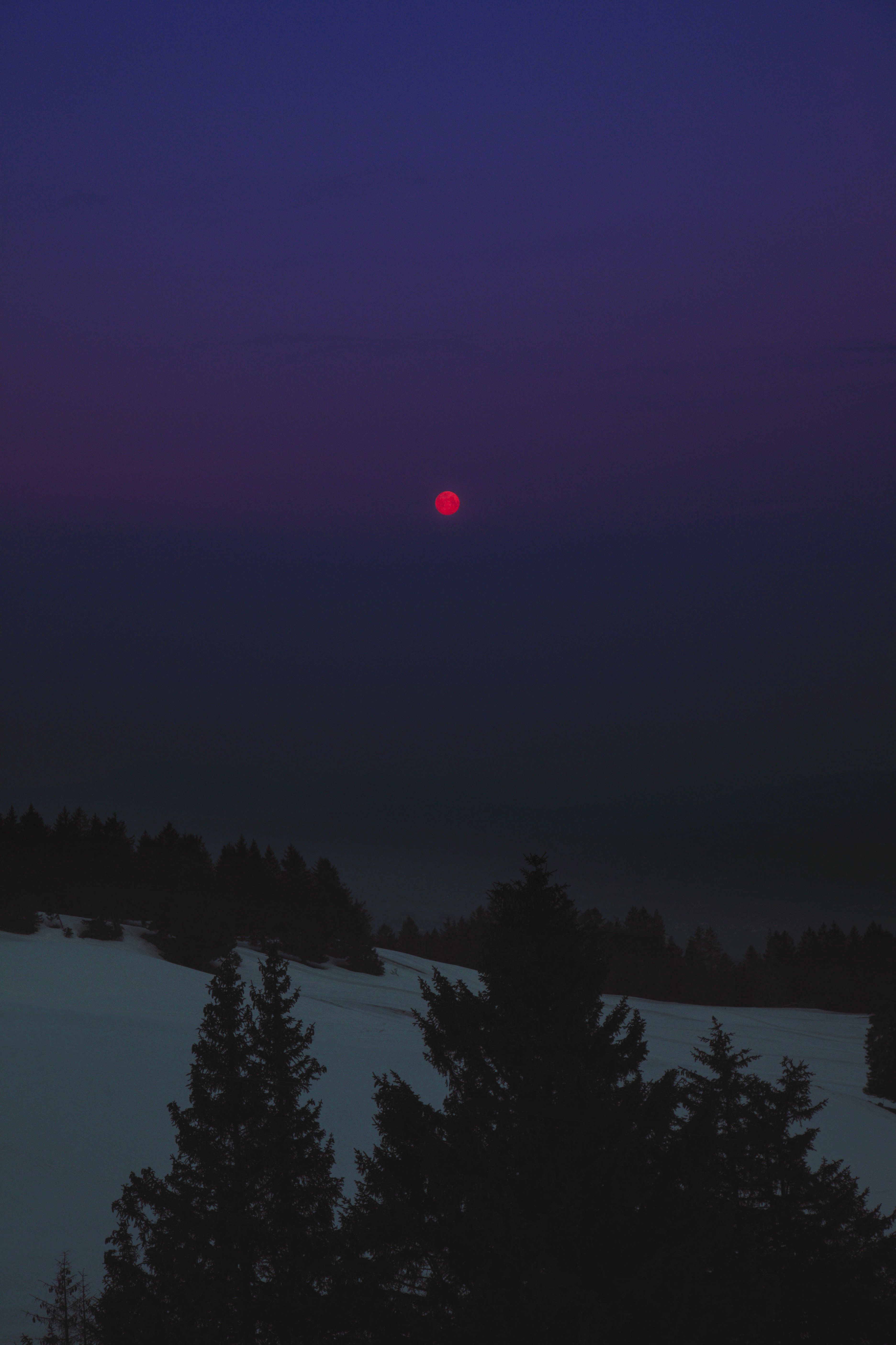winter, landscape, night, trees, moon, dark High Definition image
