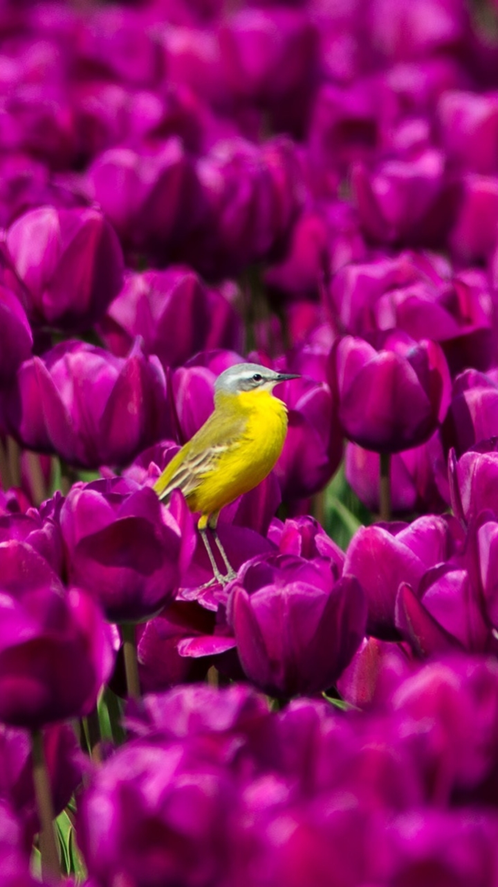 Descarga gratuita de fondo de pantalla para móvil de Animales, Pájaro, Tulipán, Aves, Ave, Aguzanieves, Flor Purpura, Paseriformes.