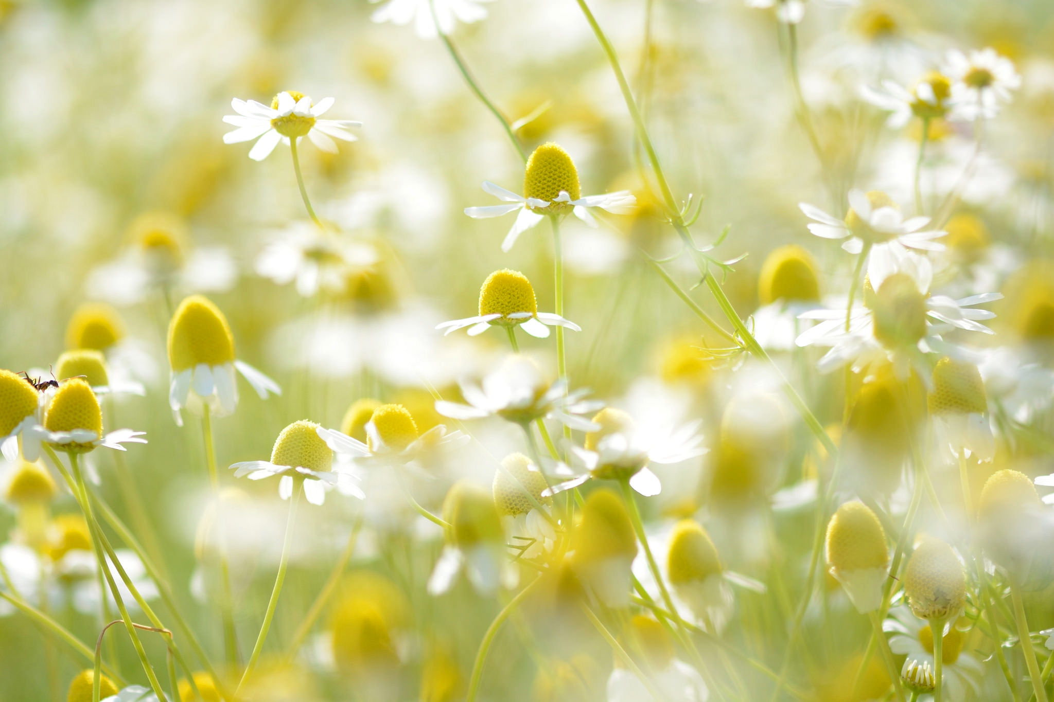 Free download wallpaper Nature, Flowers, Flower, Earth, Bokeh, Chamomile, White Flower on your PC desktop