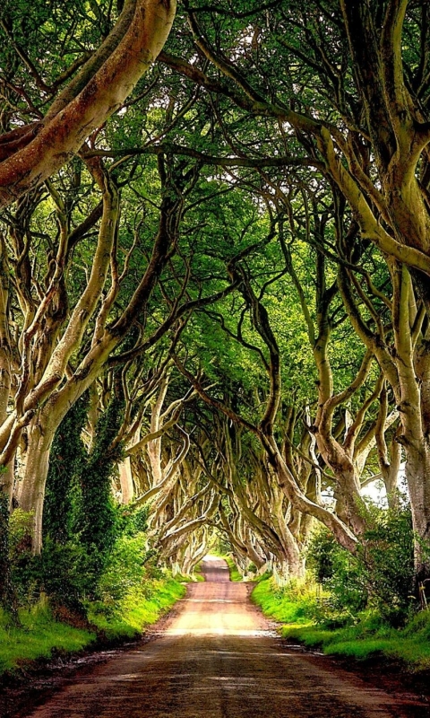 Скачать картинку Дорога, Дерево, Ирландия, Сделано Человеком, Искривленное Дерево, Витое Дерево в телефон бесплатно.