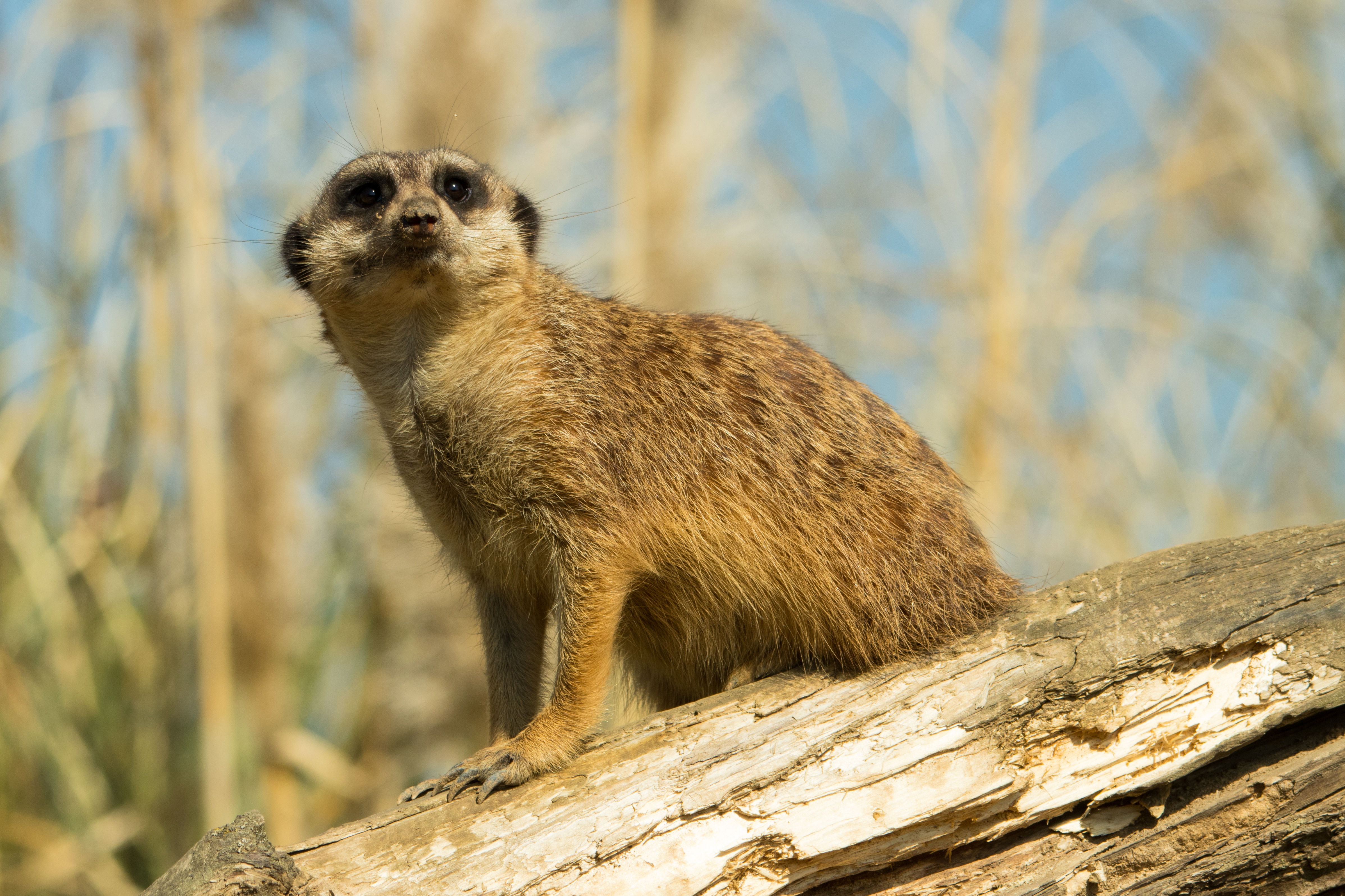 animals, sight, opinion, animal, meerkat, surikat