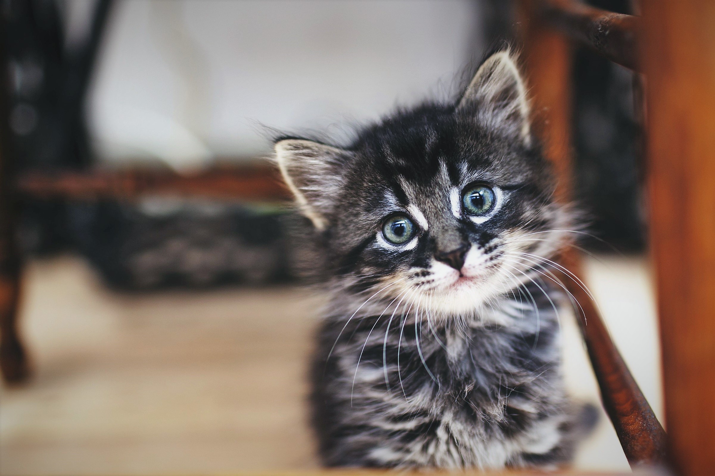 無料モバイル壁紙動物, ネコ, 猫, 子猫, 可愛い, 赤ちゃん動物をダウンロードします。