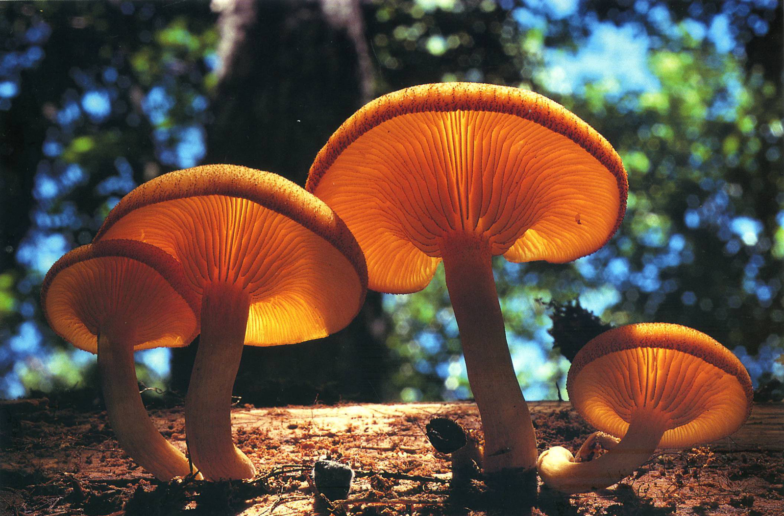 Téléchargez des papiers peints mobile Champignon, Terre/nature gratuitement.