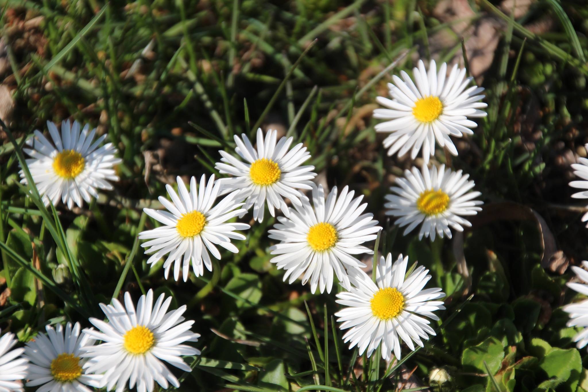 Download mobile wallpaper Grass, Flowers, Shadow, Camomile, Plant, Summer for free.