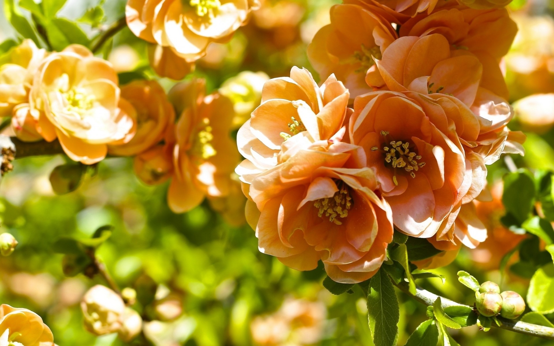 319038 Bildschirmschoner und Hintergrundbilder Blumen auf Ihrem Telefon. Laden Sie  Bilder kostenlos herunter