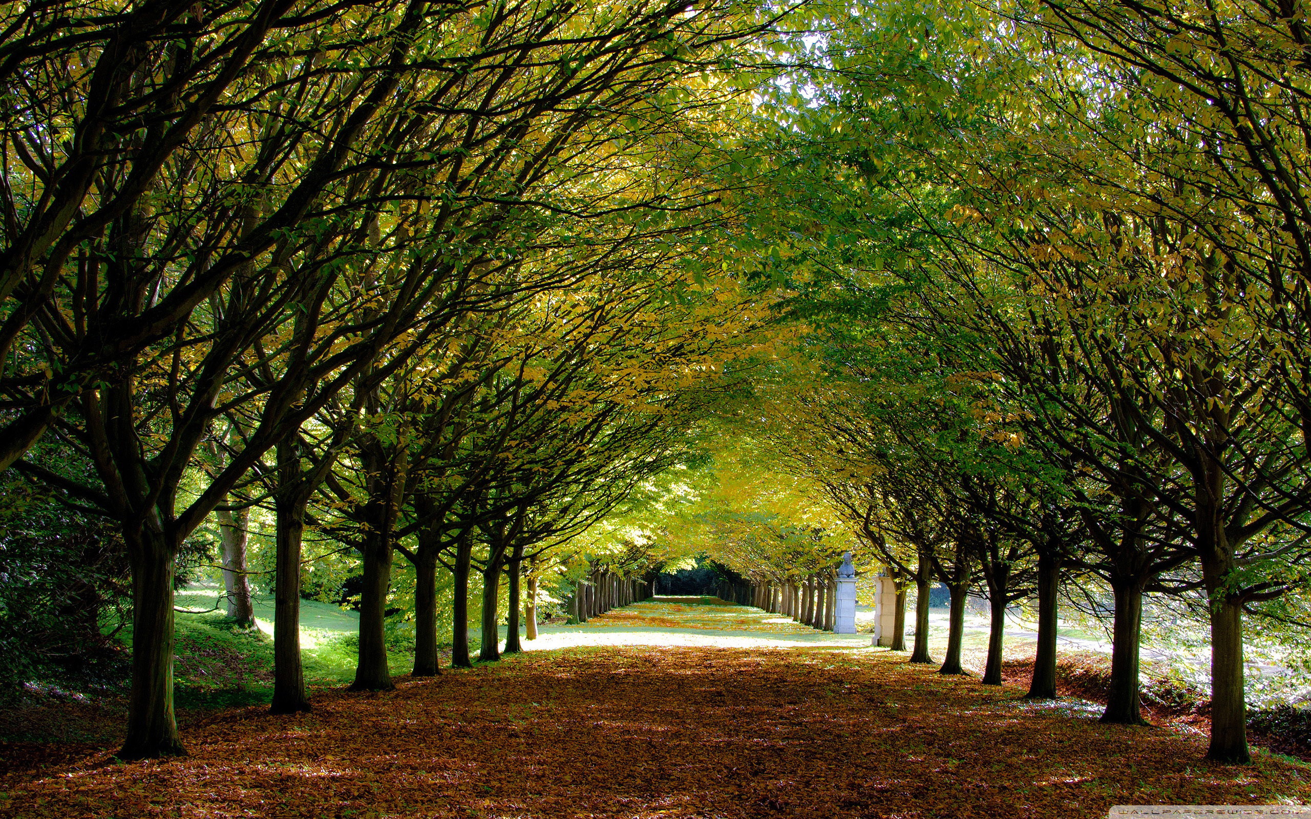 Baixe gratuitamente a imagem Paisagem, Árvores, Outono na área de trabalho do seu PC