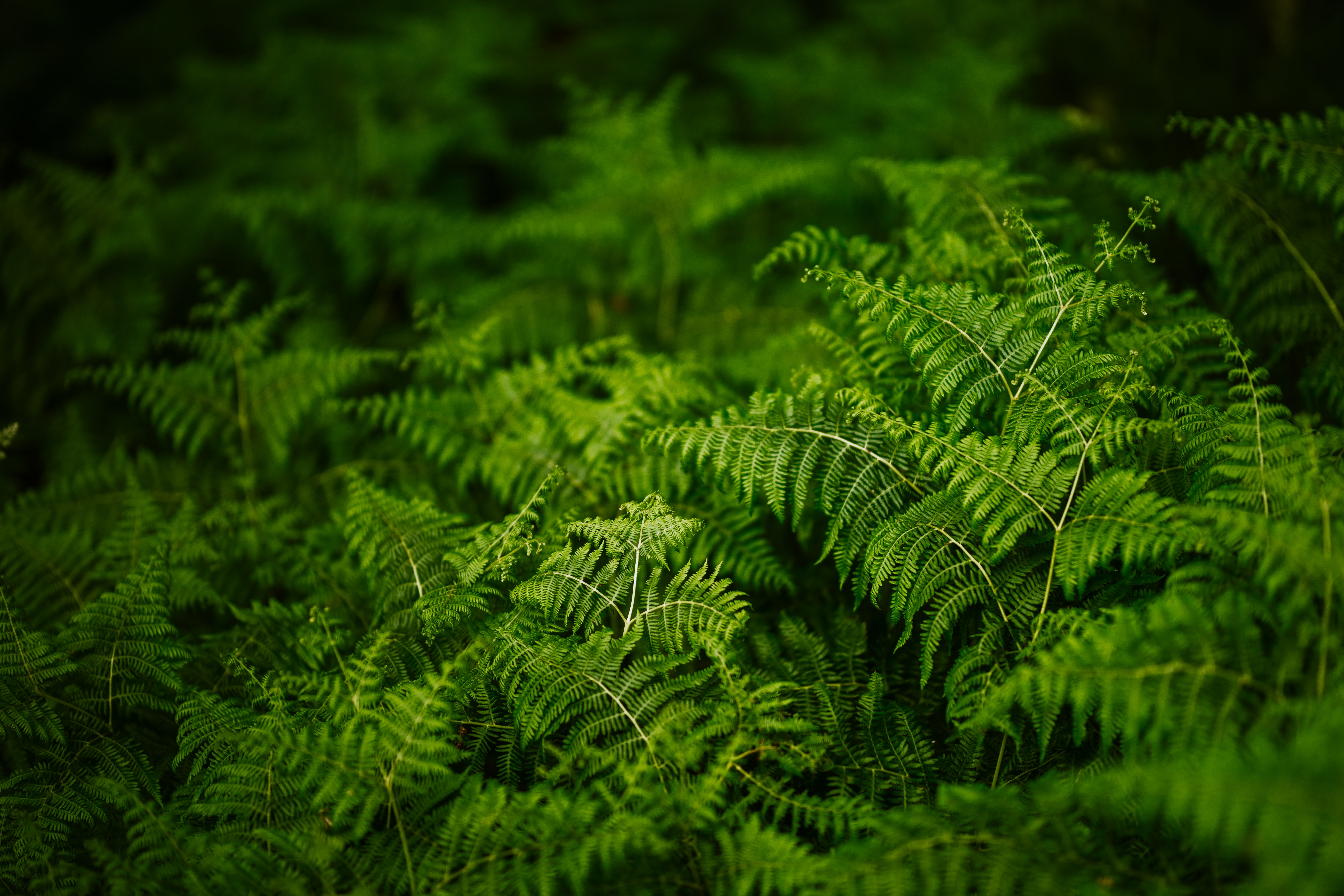 Download mobile wallpaper Fern, Nature, Plants for free.