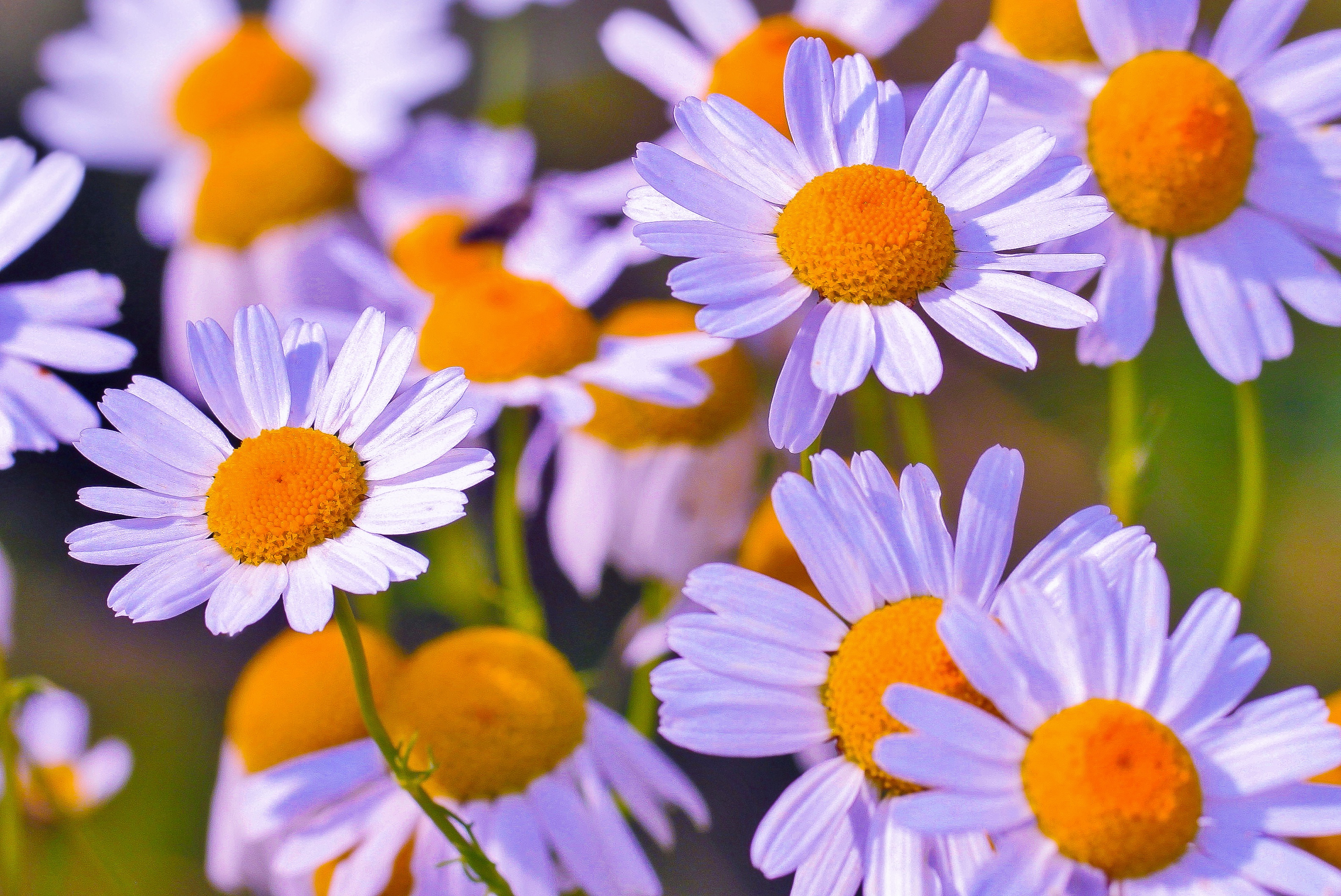 Free download wallpaper Nature, Flowers, Flower, Earth, Daisy, Pink Flower on your PC desktop