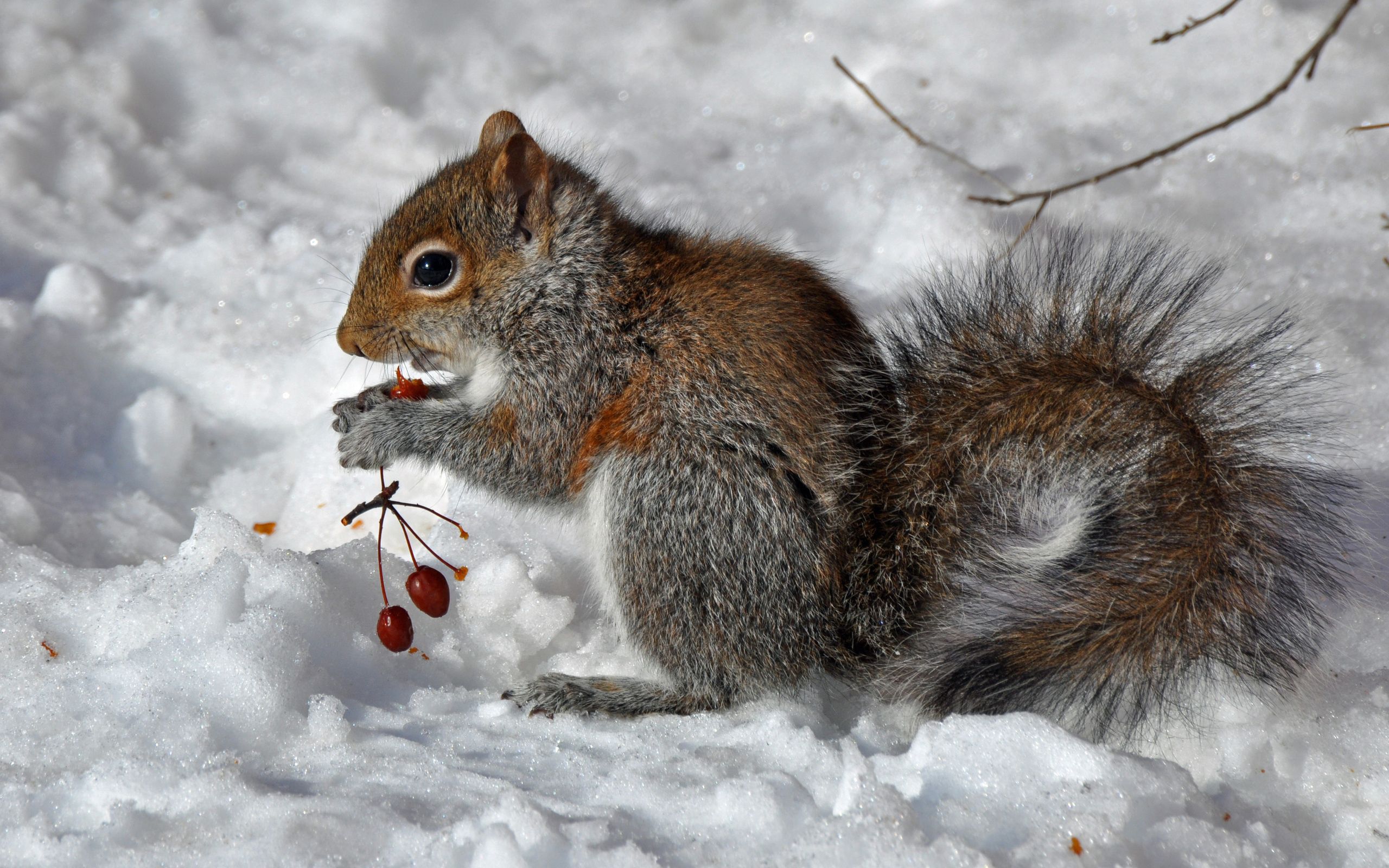 Download mobile wallpaper Snow, Food, Animals, Berry, Squirrel for free.