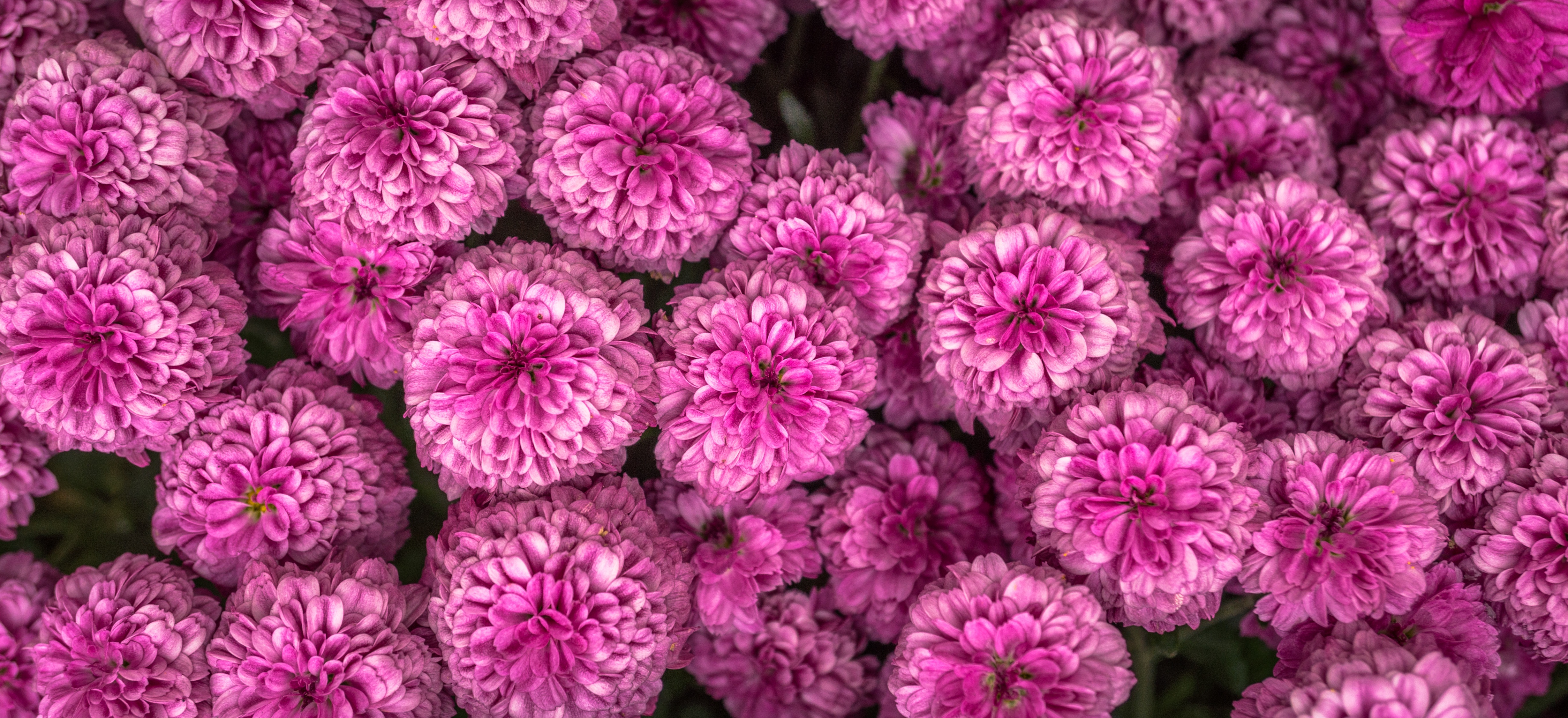 Laden Sie das Chrysantheme, Rosa, Blumen-Bild kostenlos auf Ihren PC-Desktop herunter