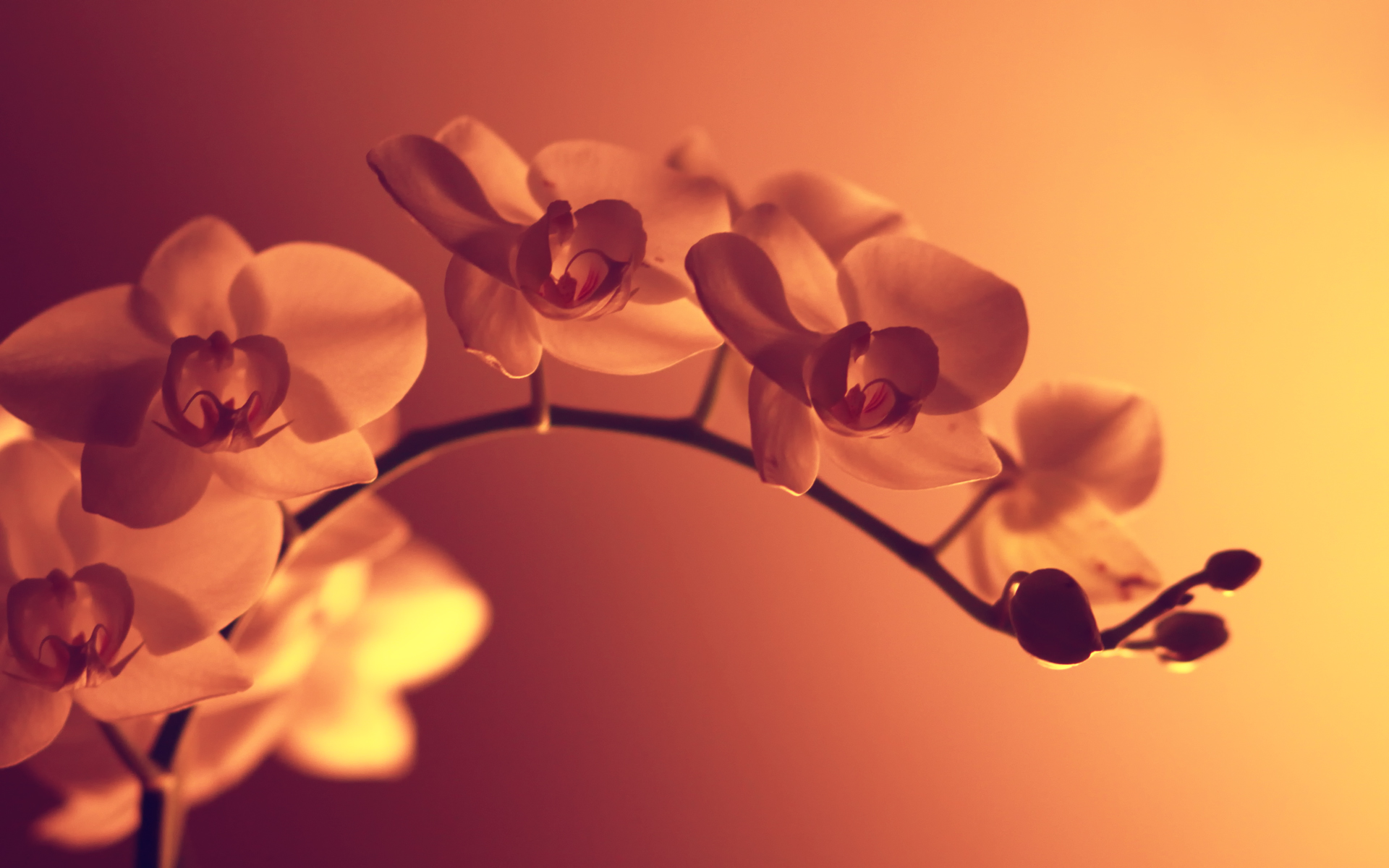 Handy-Wallpaper Blume, Orchidee, Erde/natur kostenlos herunterladen.