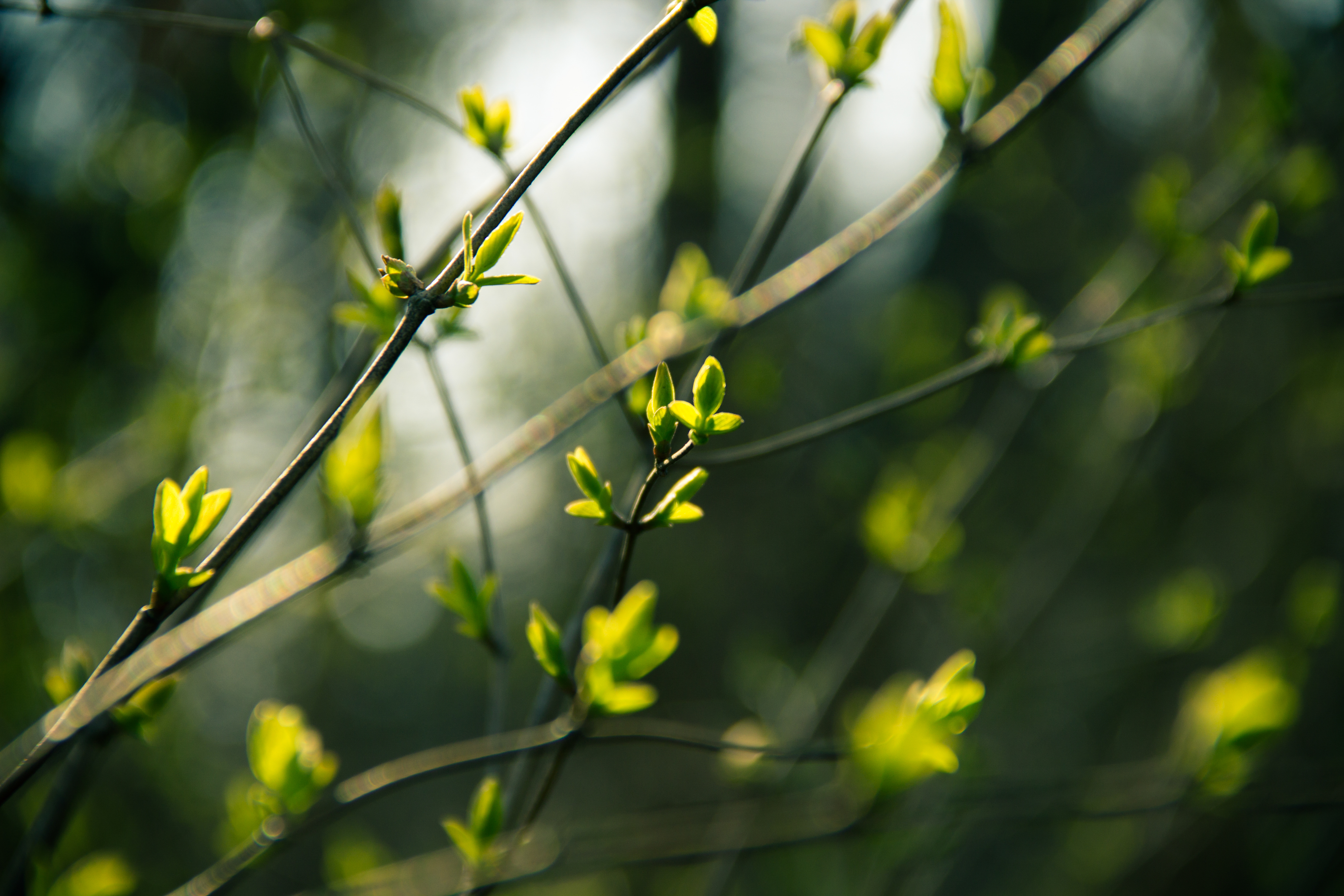 Handy-Wallpaper Natur, Makro, Ast, Verwischen, Frühling, Erde/natur kostenlos herunterladen.