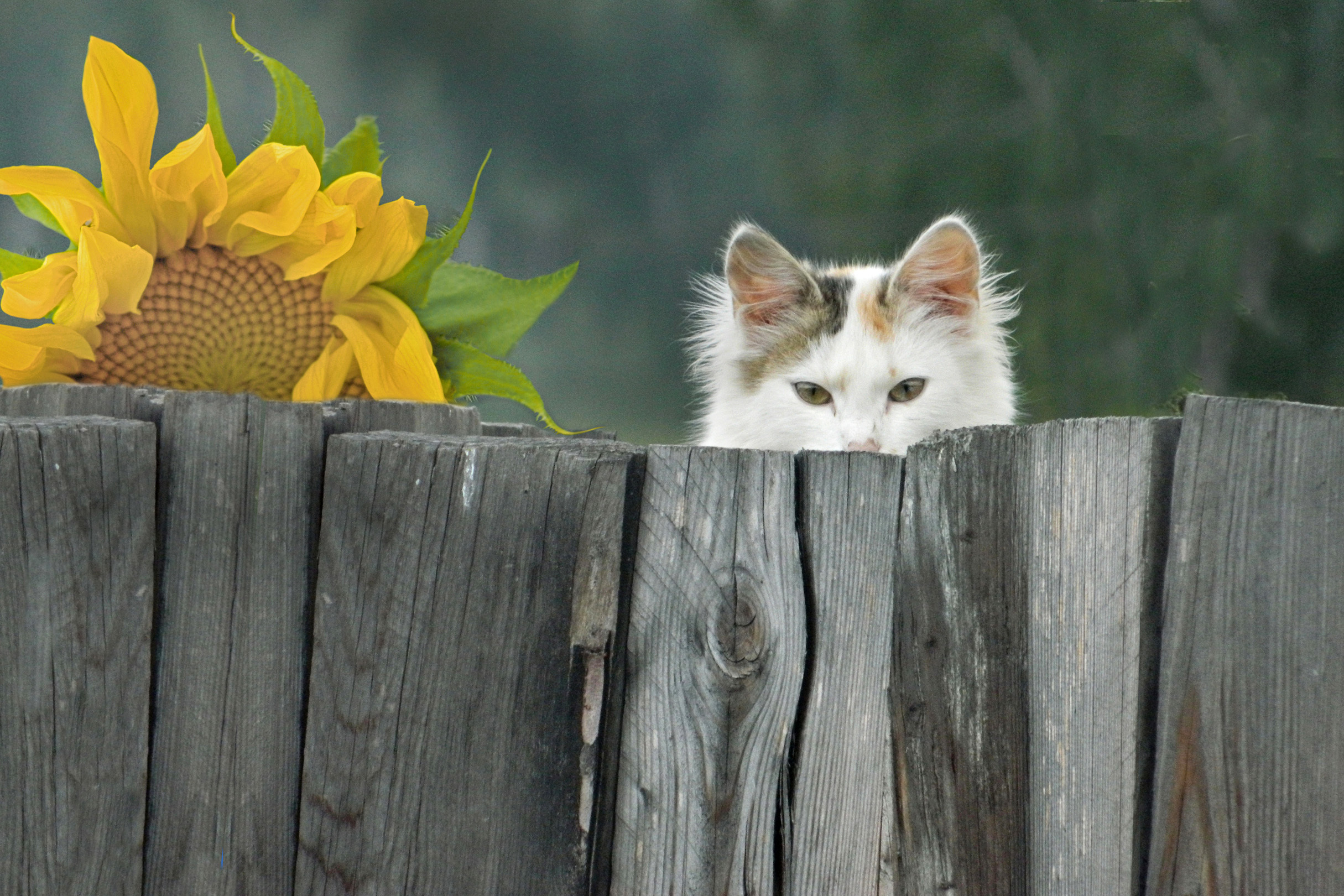 Laden Sie das Tiere, Katzen, Katze, Zaun, Sonnenblume, Starren-Bild kostenlos auf Ihren PC-Desktop herunter