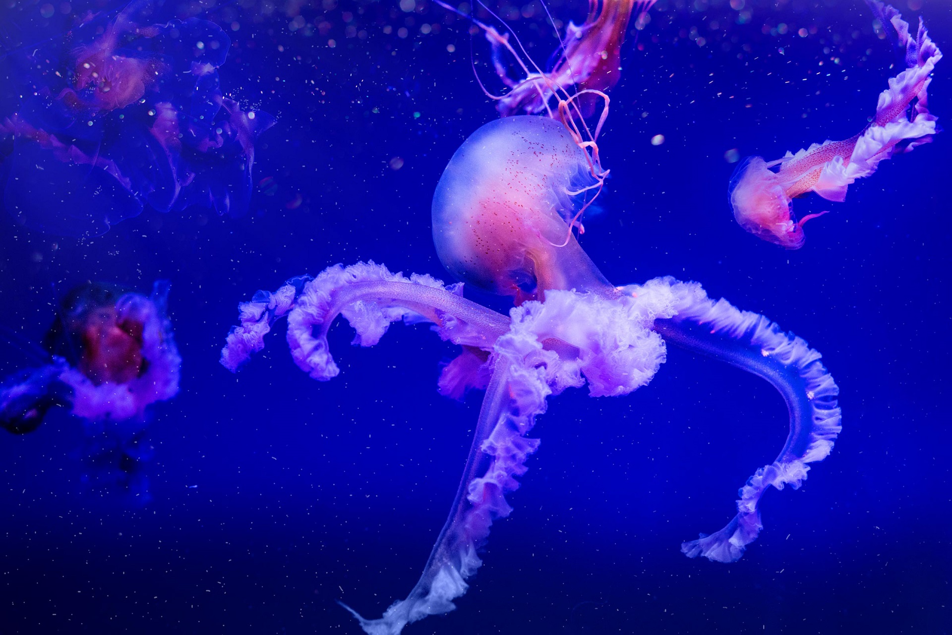Download mobile wallpaper Jellyfish, Fishes, Animal for free.