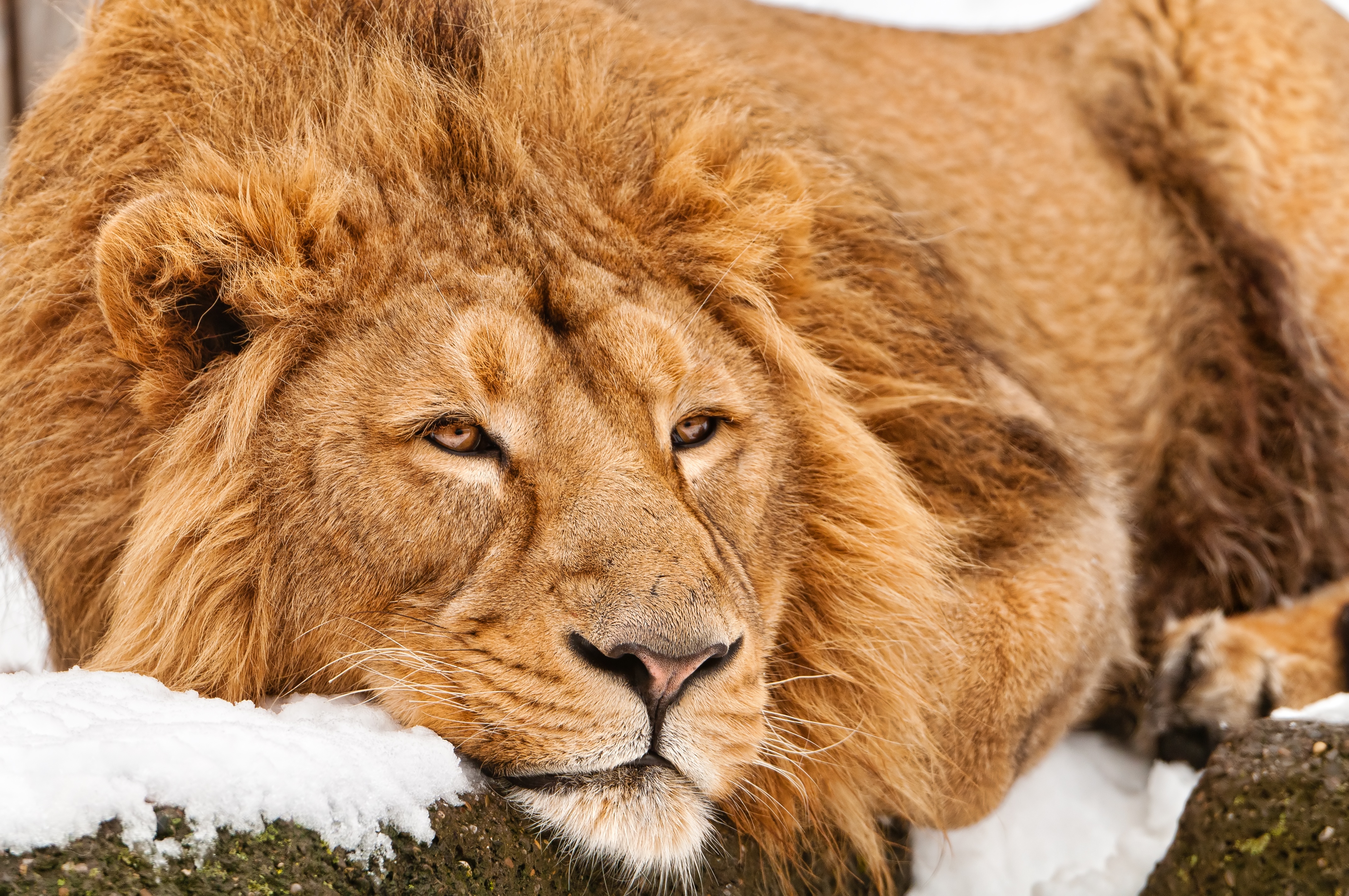 Download mobile wallpaper To Lie Down, Lie, Muzzle, Predator, Animals, Lion for free.