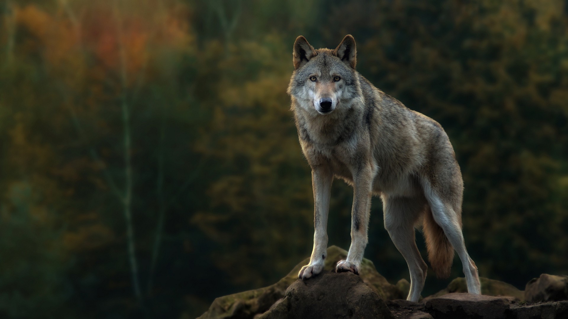 367467 télécharger le fond d'écran loup gris, animaux, loup, wolves - économiseurs d'écran et images gratuitement