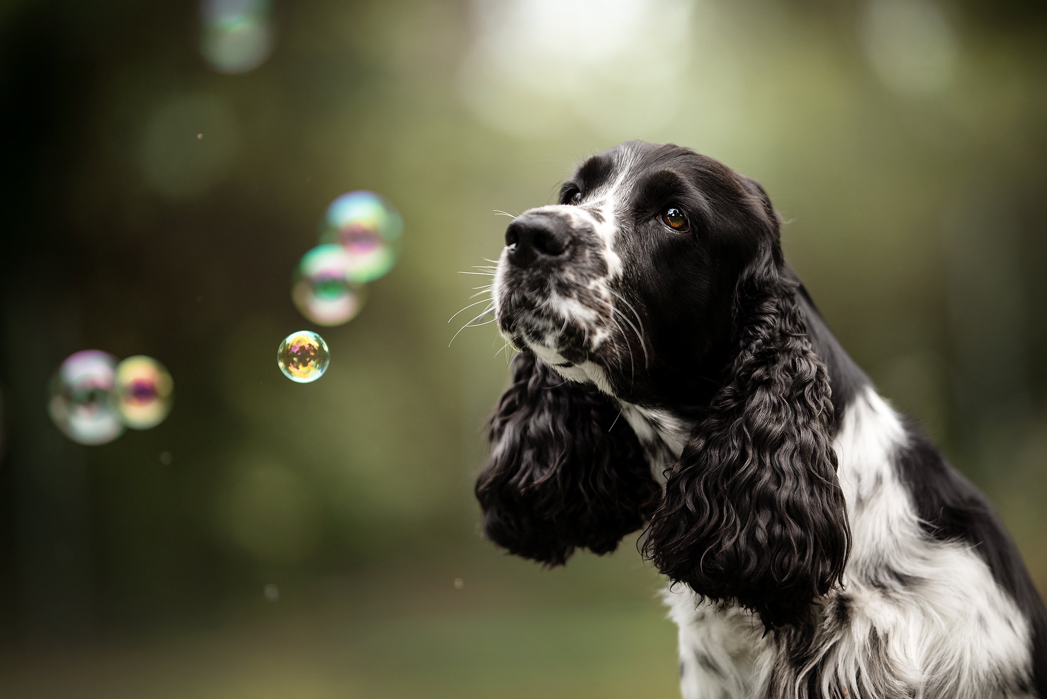 Download mobile wallpaper Dogs, Dog, Animal, Depth Of Field for free.