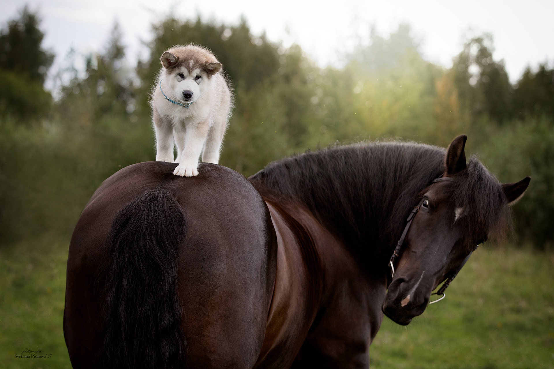Download mobile wallpaper Dogs, Dog, Animal, Puppy, Horse, Siberian Husky, Baby Animal for free.