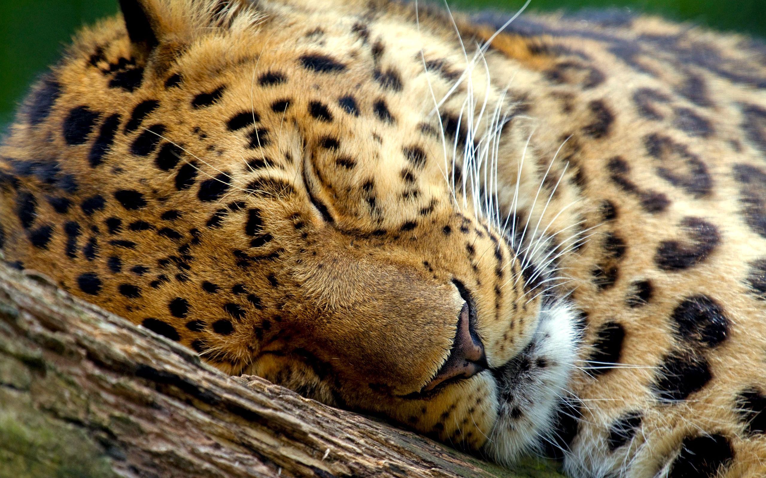 Descarga gratuita de fondo de pantalla para móvil de Animales, Bozal, De Cerca, Dormir, Soñar, Leopardo, Primer Plano.