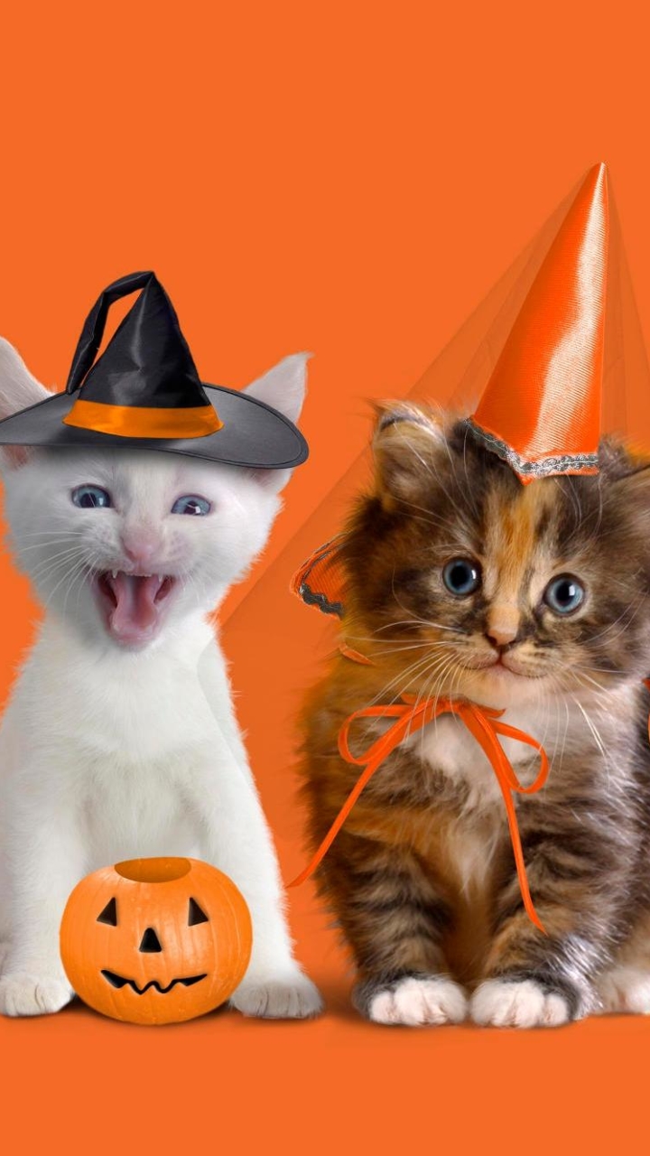 Handy-Wallpaper Feiertage, Halloween, Kürbis, Kätzchen, Jack O' Laterne, Kürbislaterne kostenlos herunterladen.