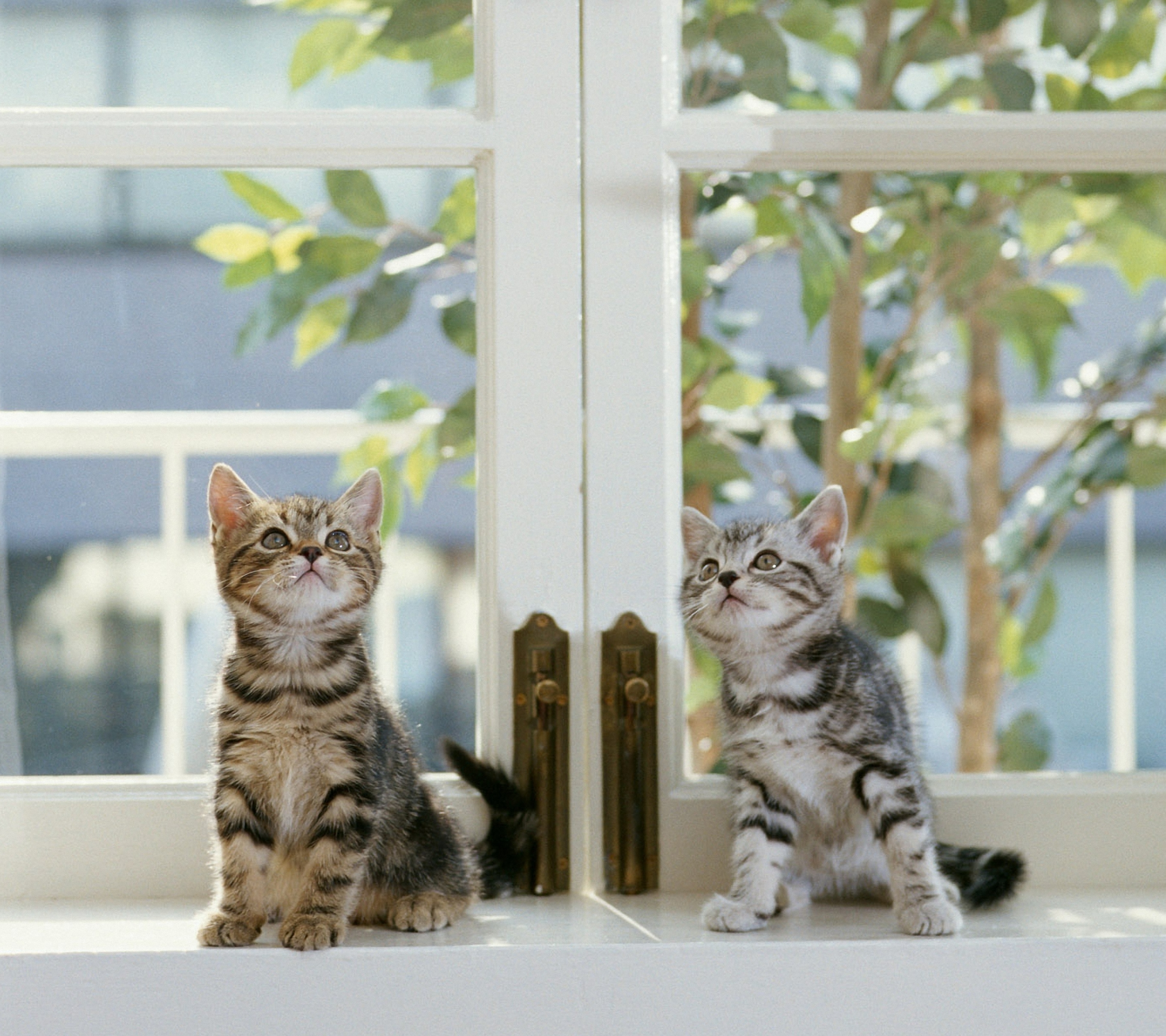 Téléchargez gratuitement l'image Animaux, Chats, Chat sur le bureau de votre PC