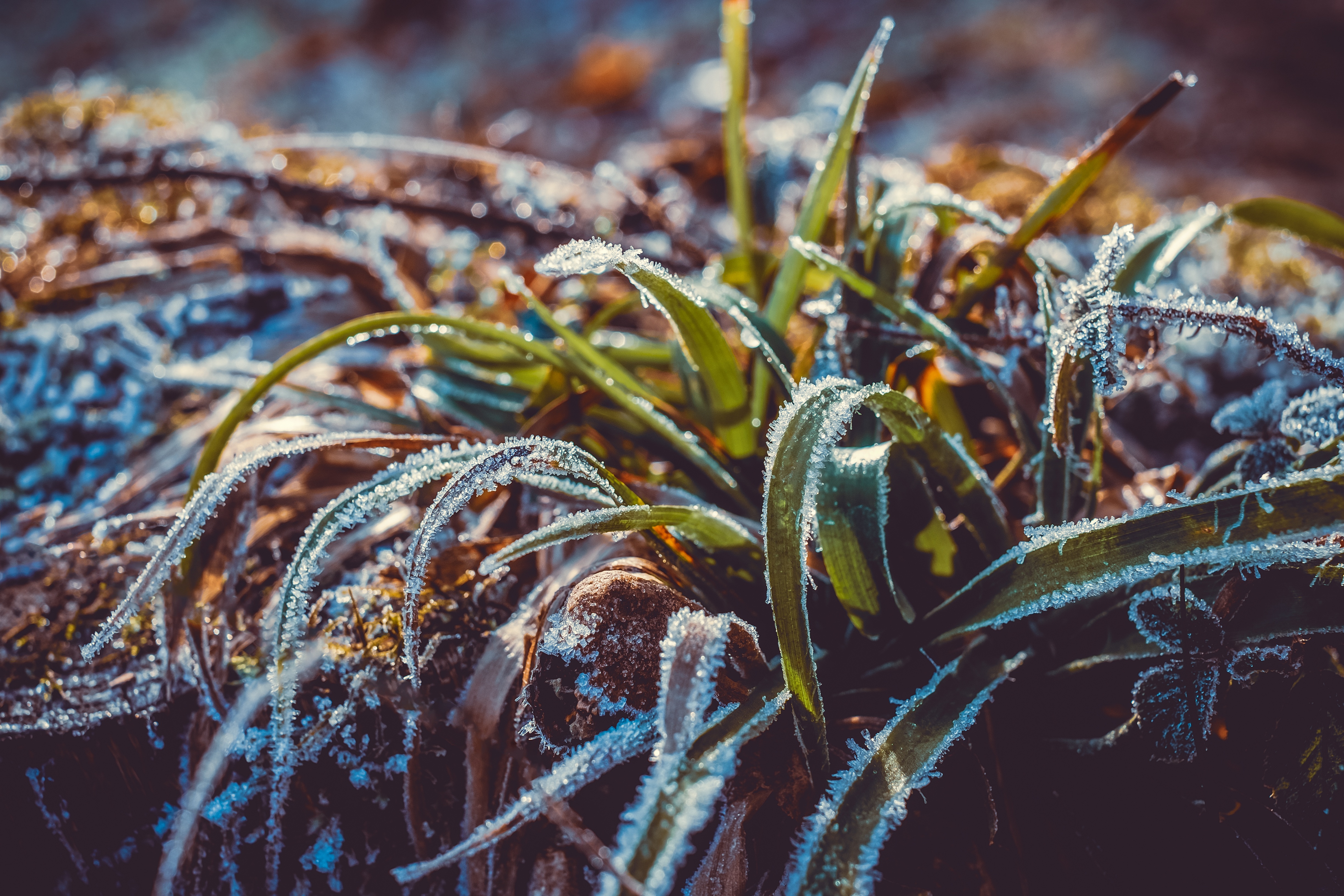 Download mobile wallpaper Frost, Hoarfrost, Grass, Snow, Macro, Smooth, Blur for free.
