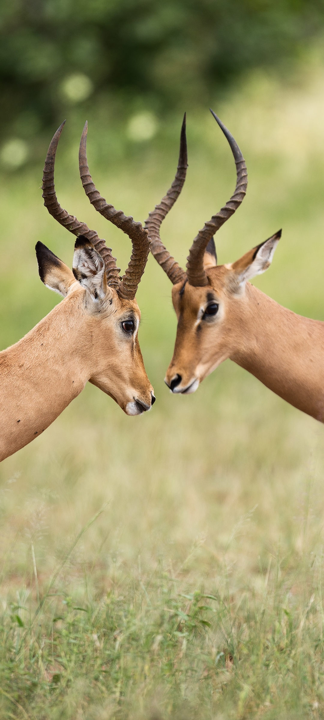 animal, impala