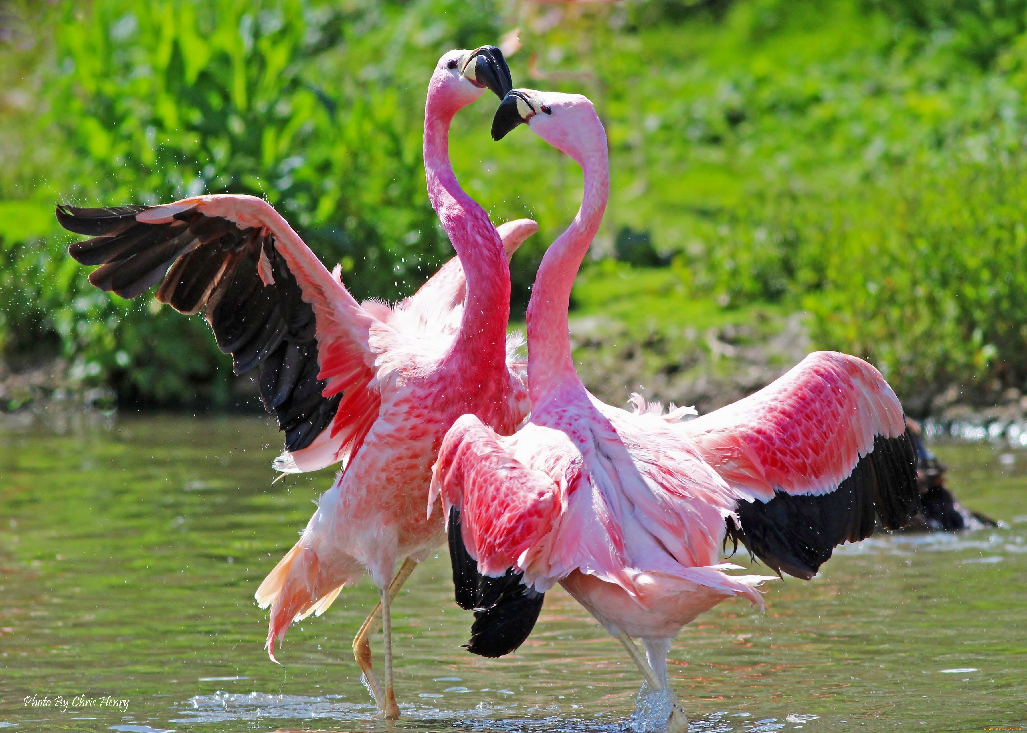 311797 baixar imagens animais, flamingo, aves - papéis de parede e protetores de tela gratuitamente