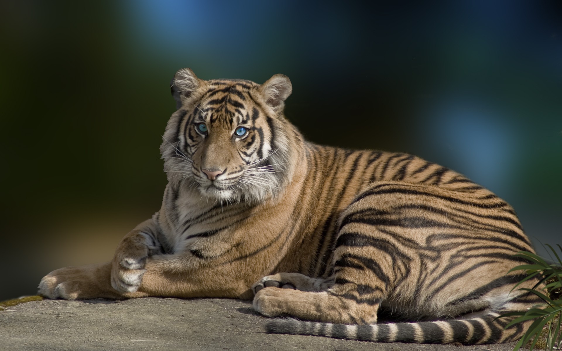 Download background cats, animal, tiger, blue eyes