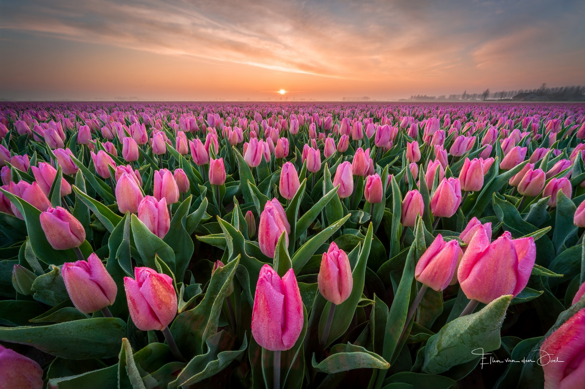 Download mobile wallpaper Flowers, Sunset, Earth, Tulip, Pink Flower for free.