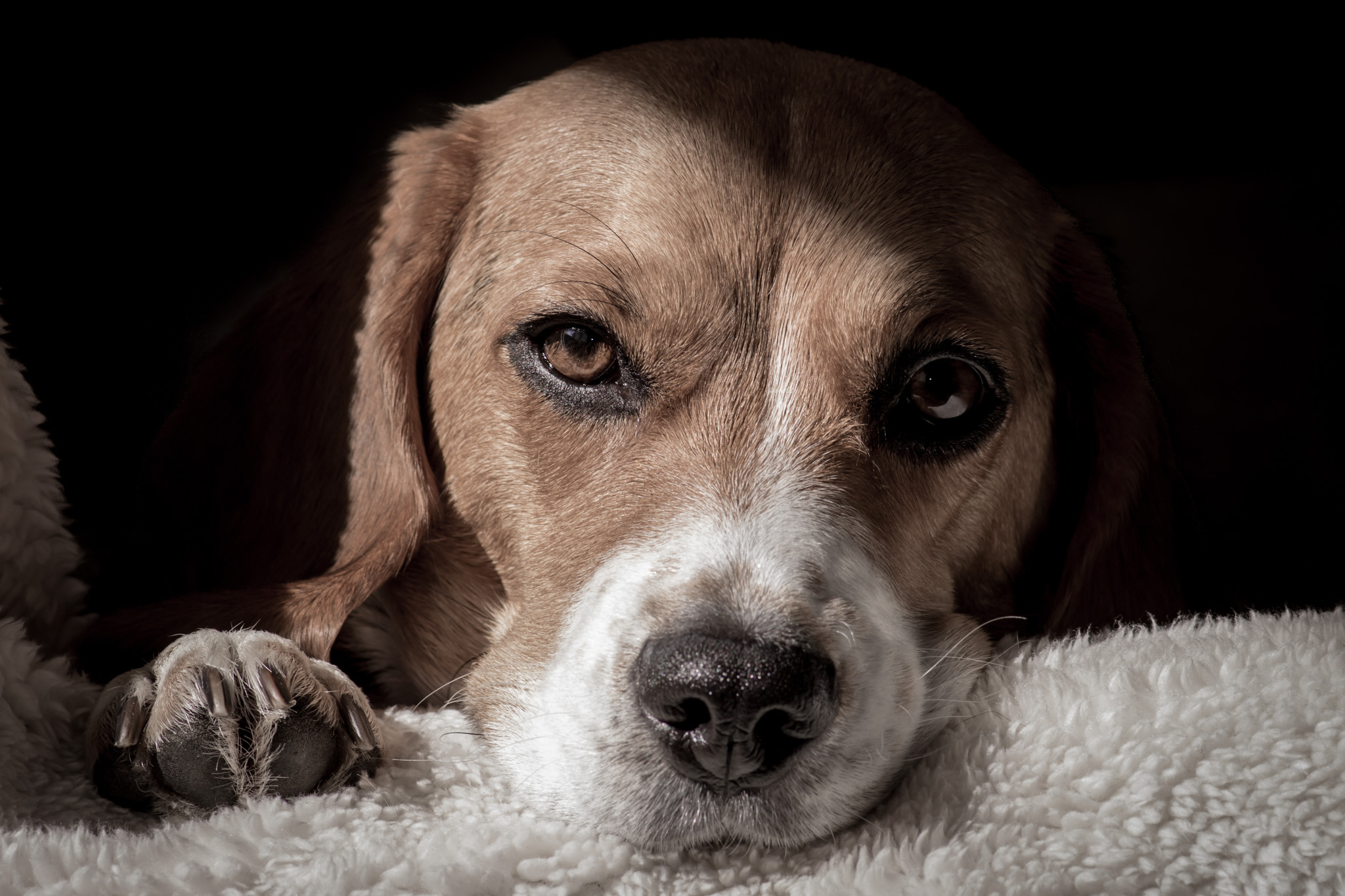 Téléchargez des papiers peints mobile Chiens, Chien, Animaux gratuitement.