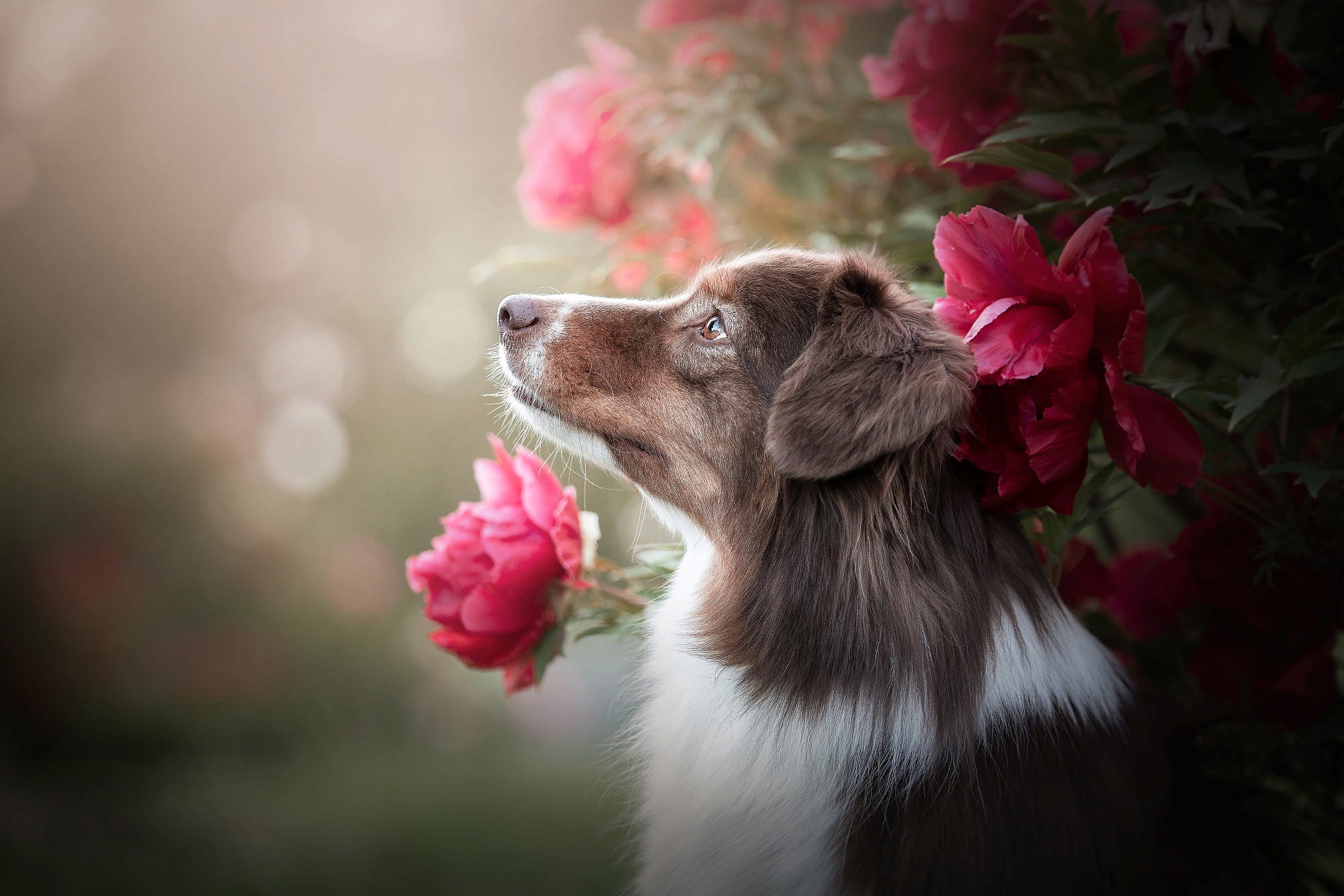 Laden Sie das Tiere, Hunde, Hund, Australischer Hirte-Bild kostenlos auf Ihren PC-Desktop herunter