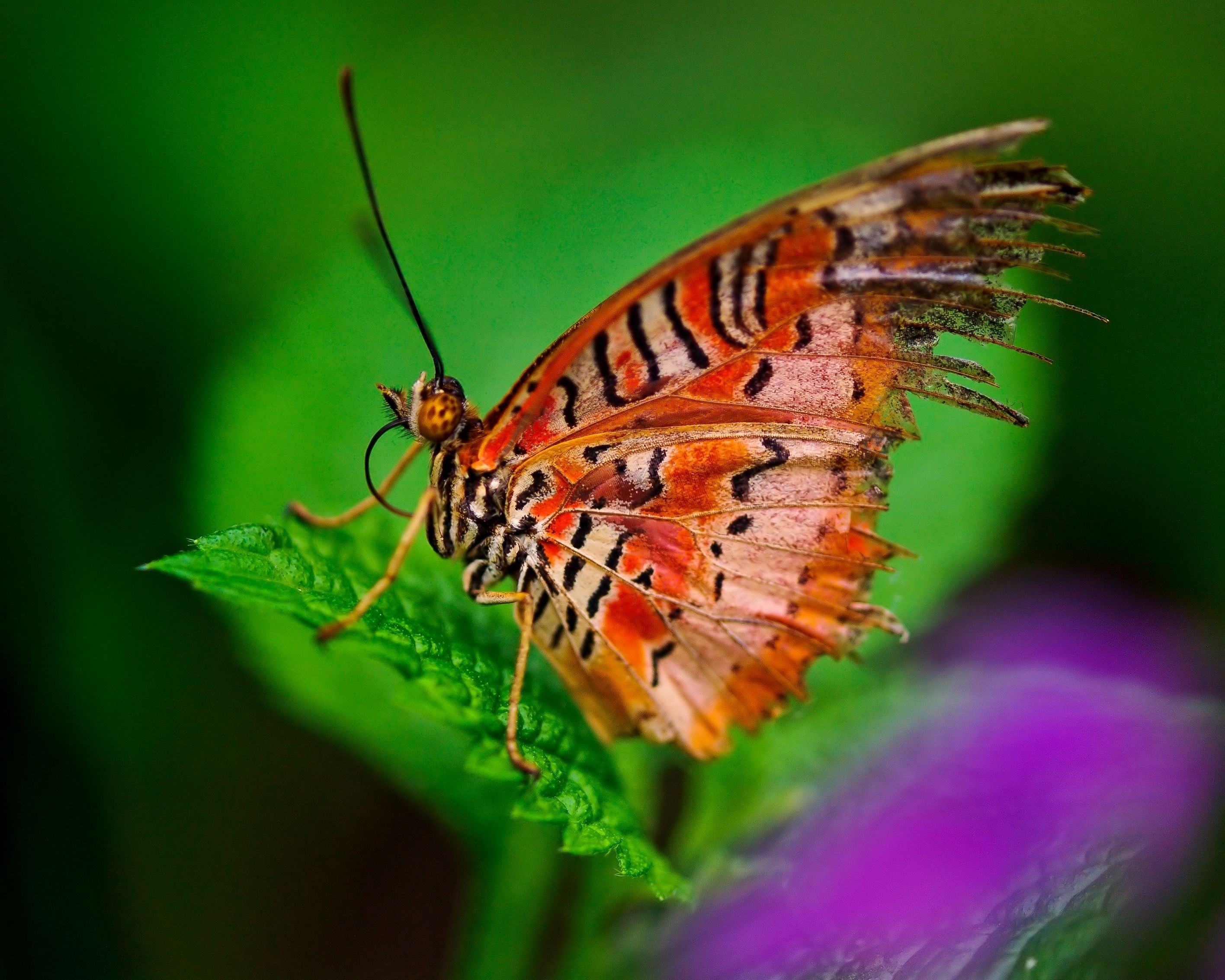 Download mobile wallpaper Butterfly, Macro, Leaves, Plant, Patterns for free.