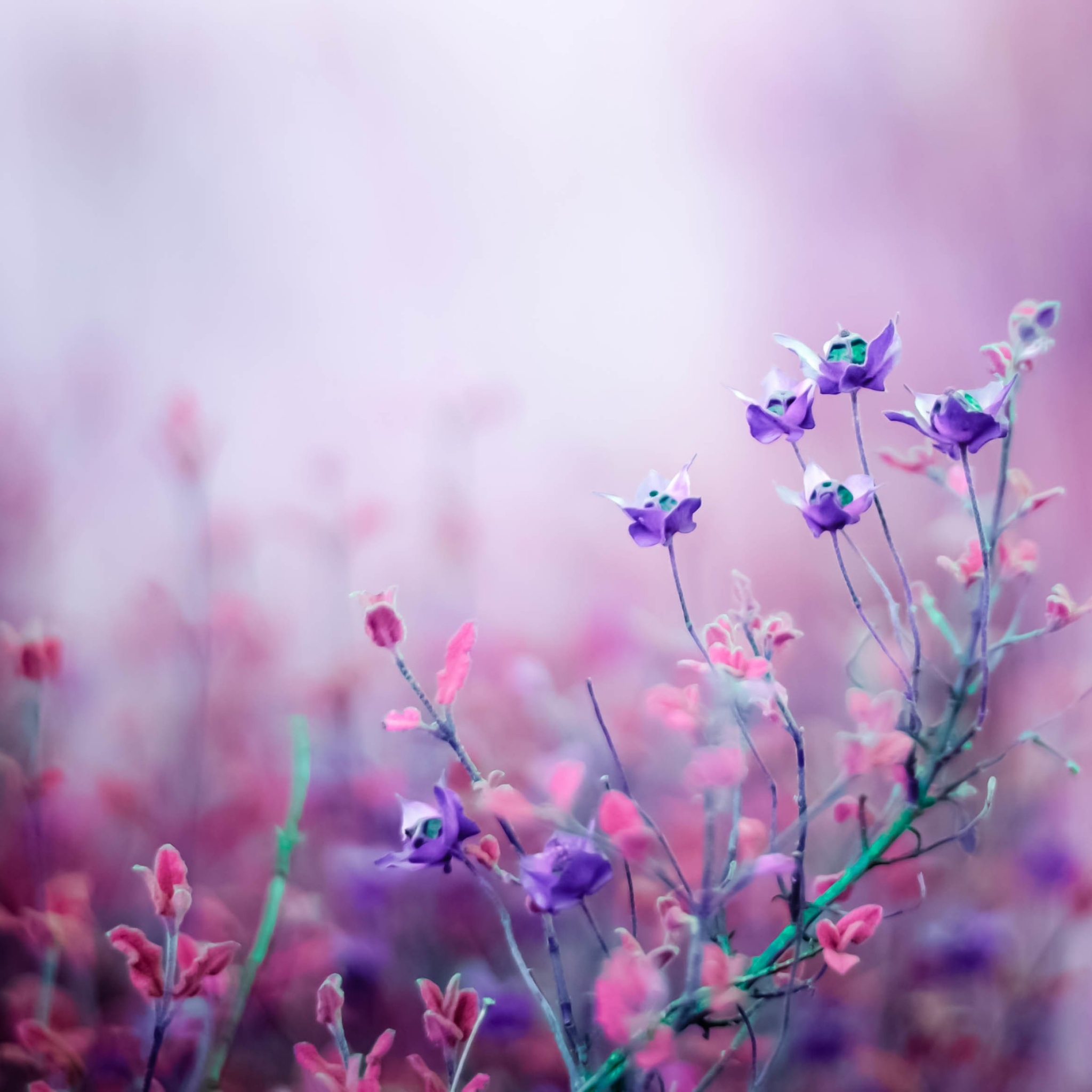 Free download wallpaper Flowers, Flower, Earth on your PC desktop