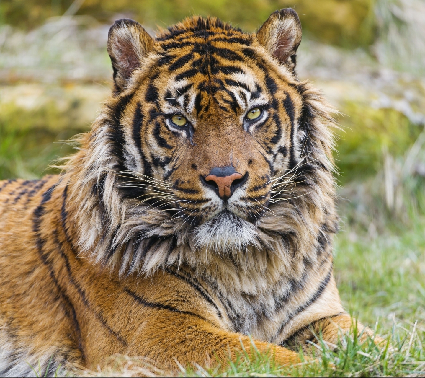 Téléchargez gratuitement l'image Animaux, Chats, Tigre sur le bureau de votre PC