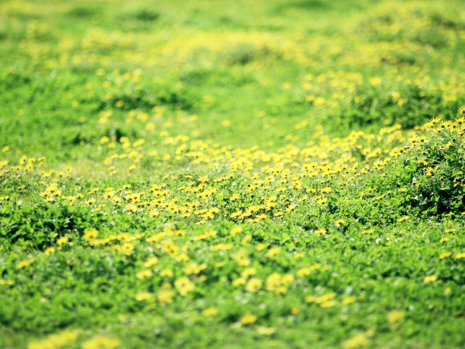 Téléchargez des papiers peints mobile Fleurs, Fleur, Terre/nature gratuitement.