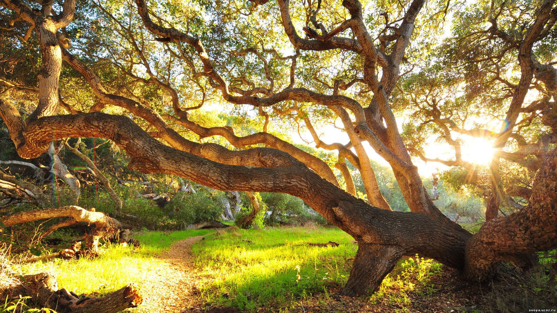 Descarga gratis la imagen Árbol, Tierra/naturaleza en el escritorio de tu PC