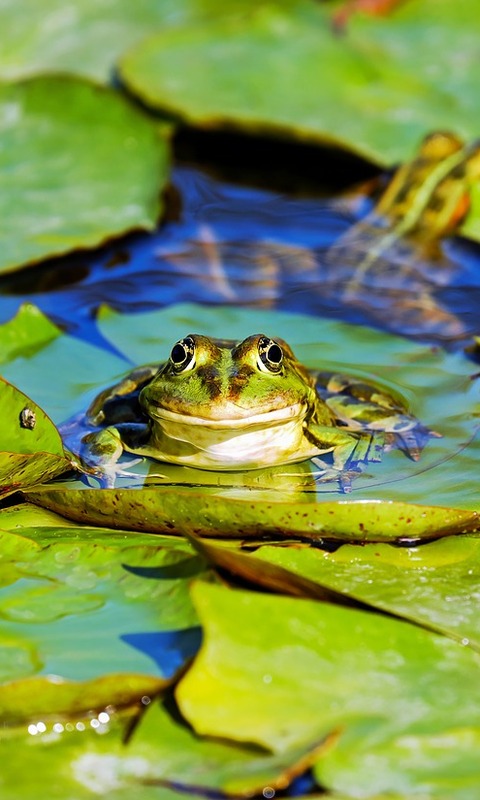 Download mobile wallpaper Frogs, Animal, Frog, Amphibian, Lily Pad for free.