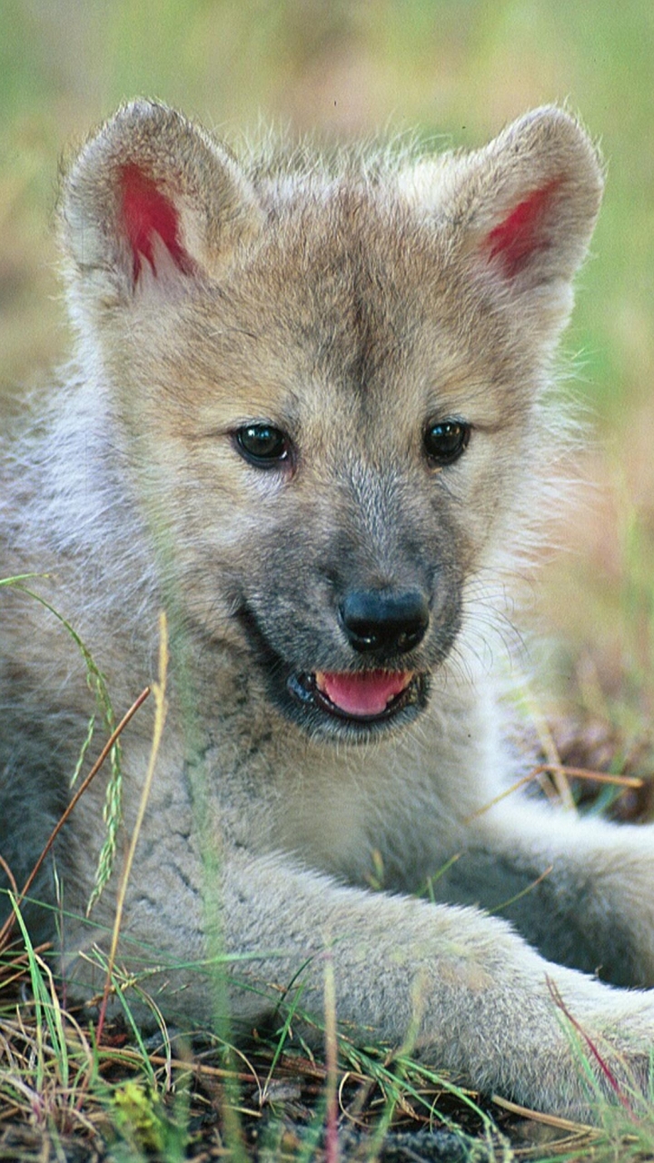 Download mobile wallpaper Wolf, Animal, Wolves for free.