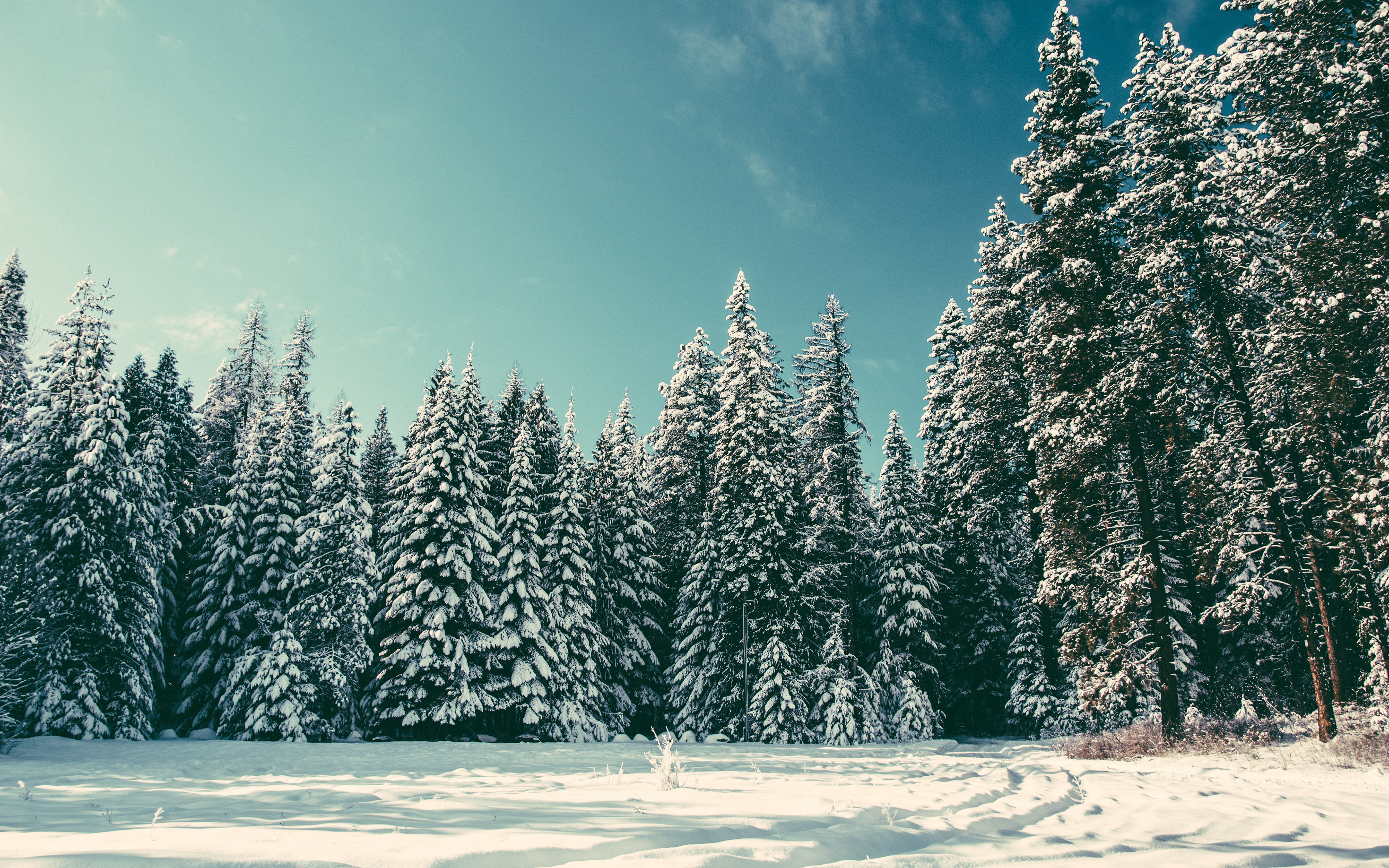 Скачати мобільні шпалери Зима, Природа, Ліс, Земля безкоштовно.