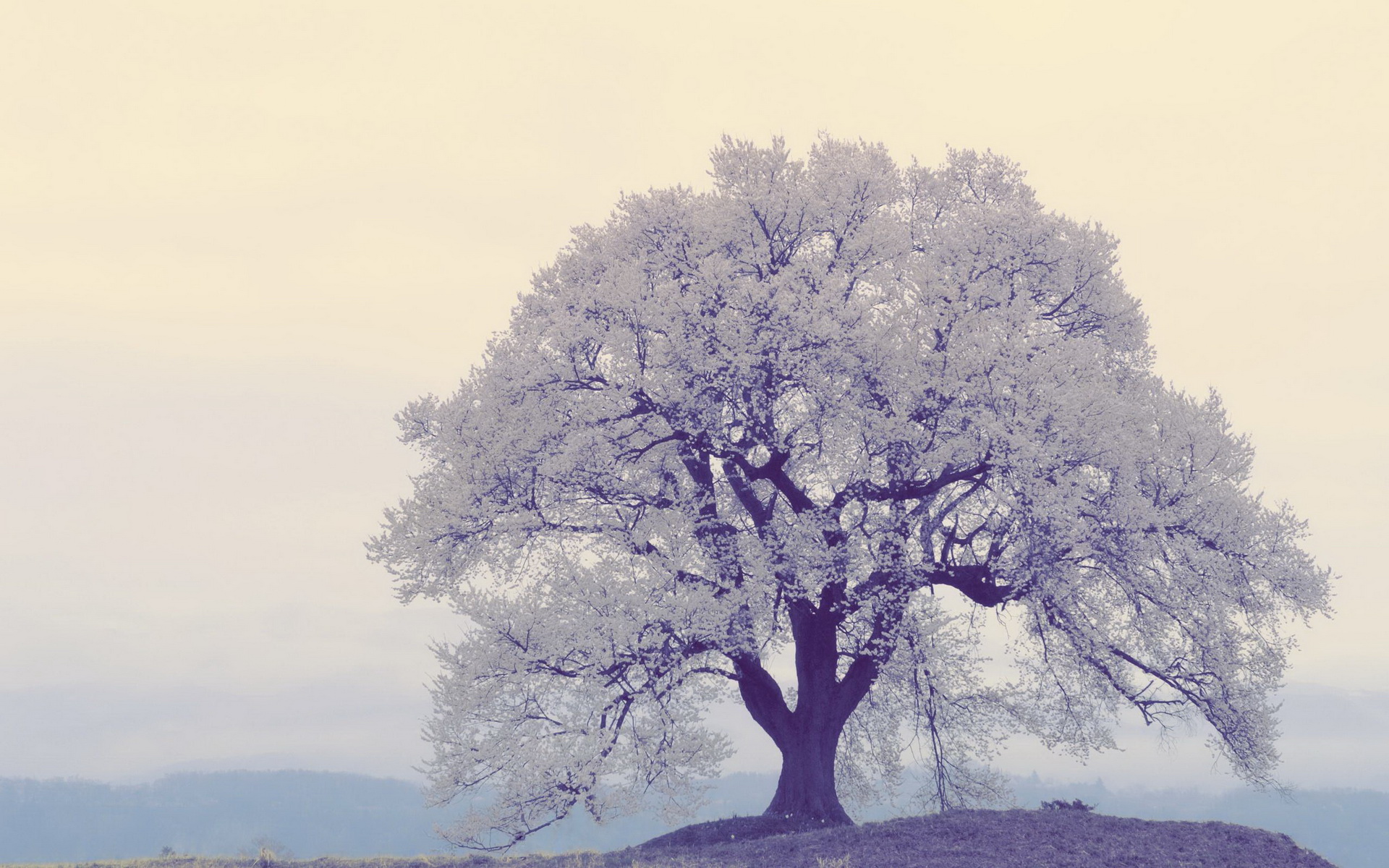 Téléchargez gratuitement l'image Arbre, Terre/nature sur le bureau de votre PC